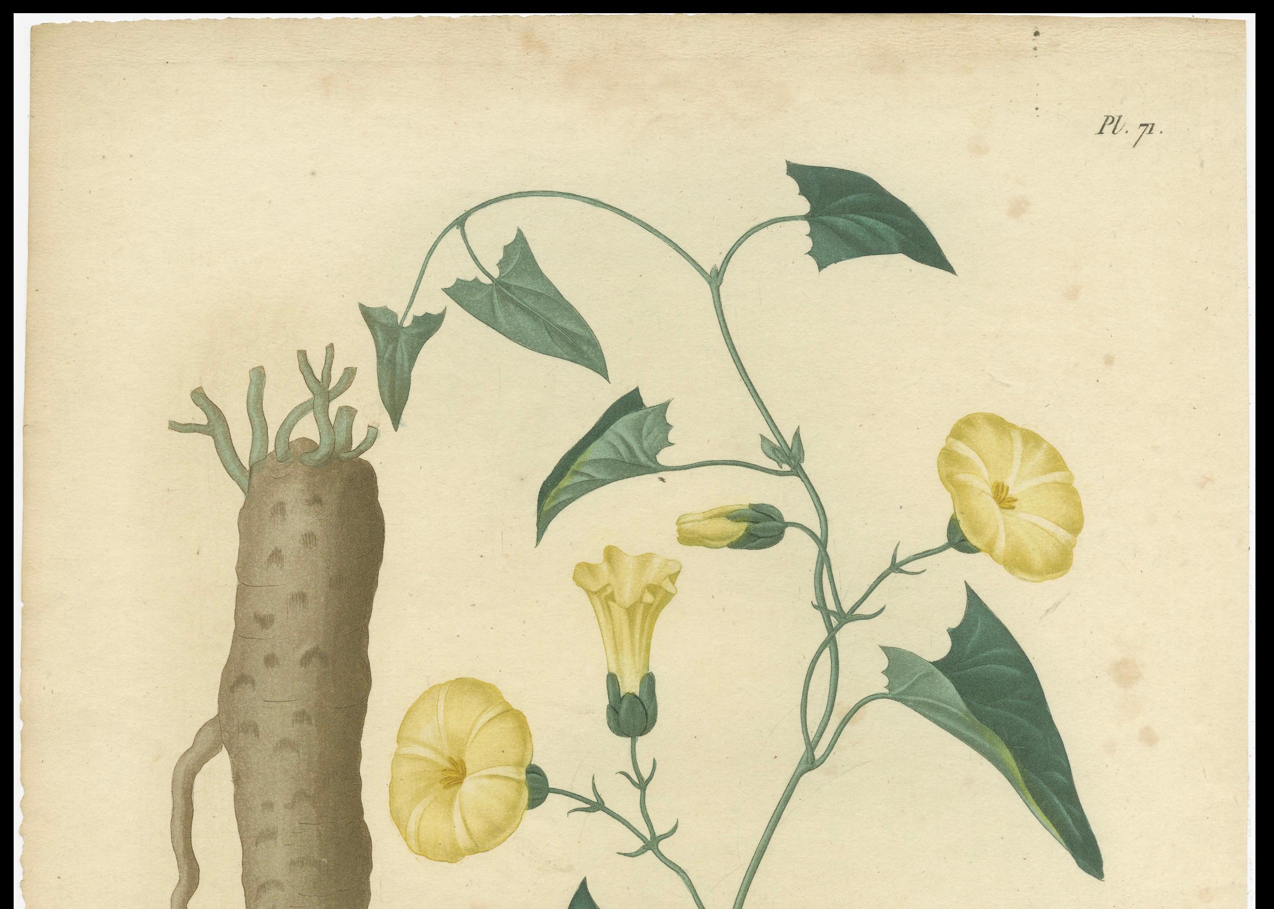 Impression botanique ancienne de Convolvulus Scammonia, ou Scammony, vers1821 en vente 2
