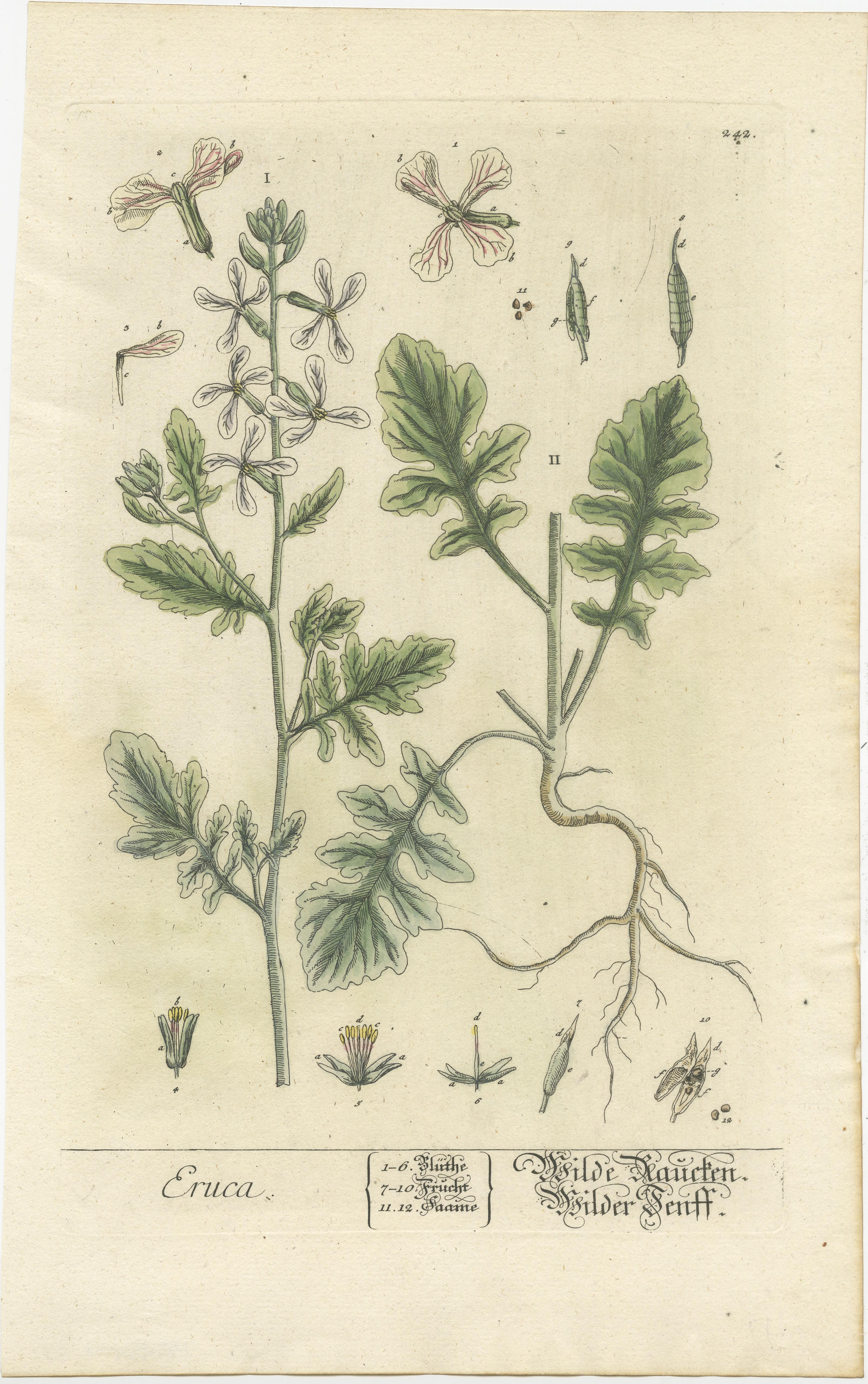 Antique print titled 'Eruca'. Botanical print of Eruca, a genus of flowering plants. Published by or after Elisabeth Blackwell, circa 1750. 