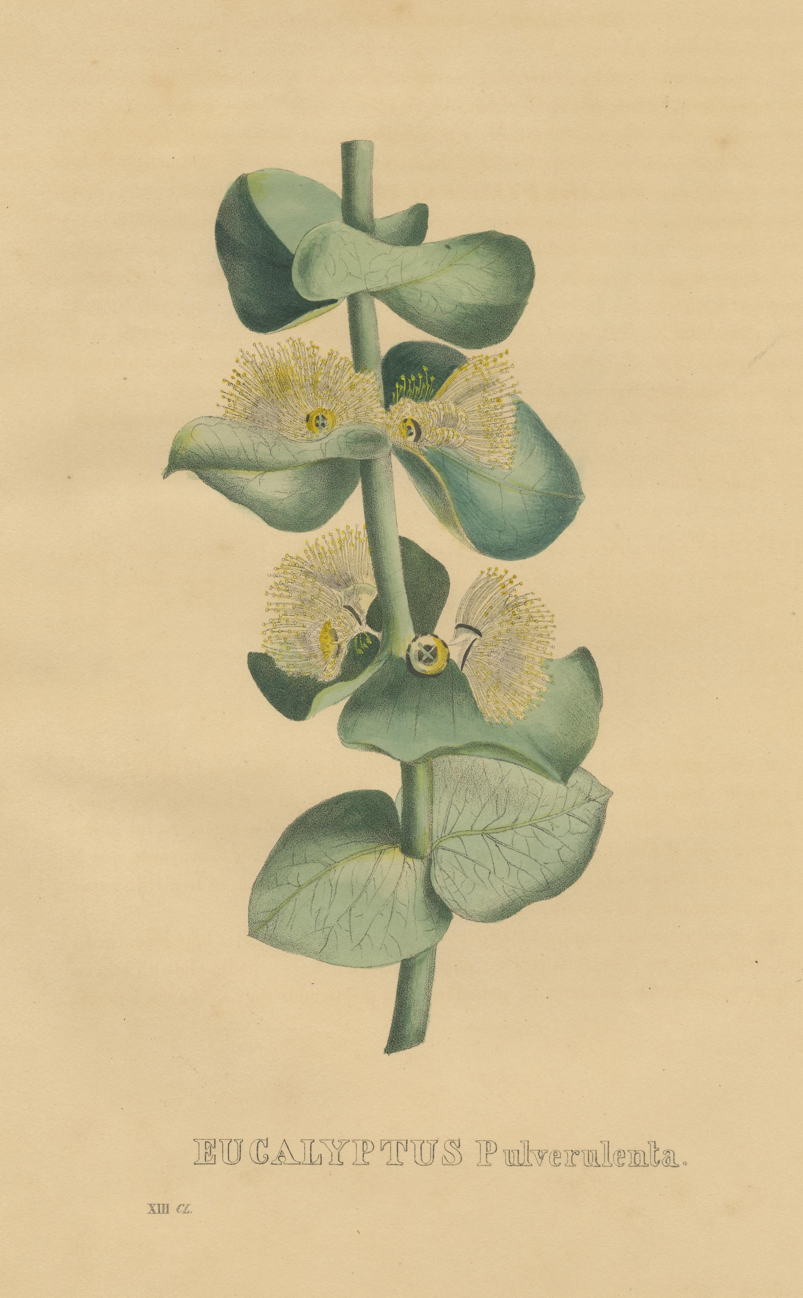 Antique Botanical Print of Eucalyptus Pulverulenta In Fair Condition For Sale In Langweer, NL