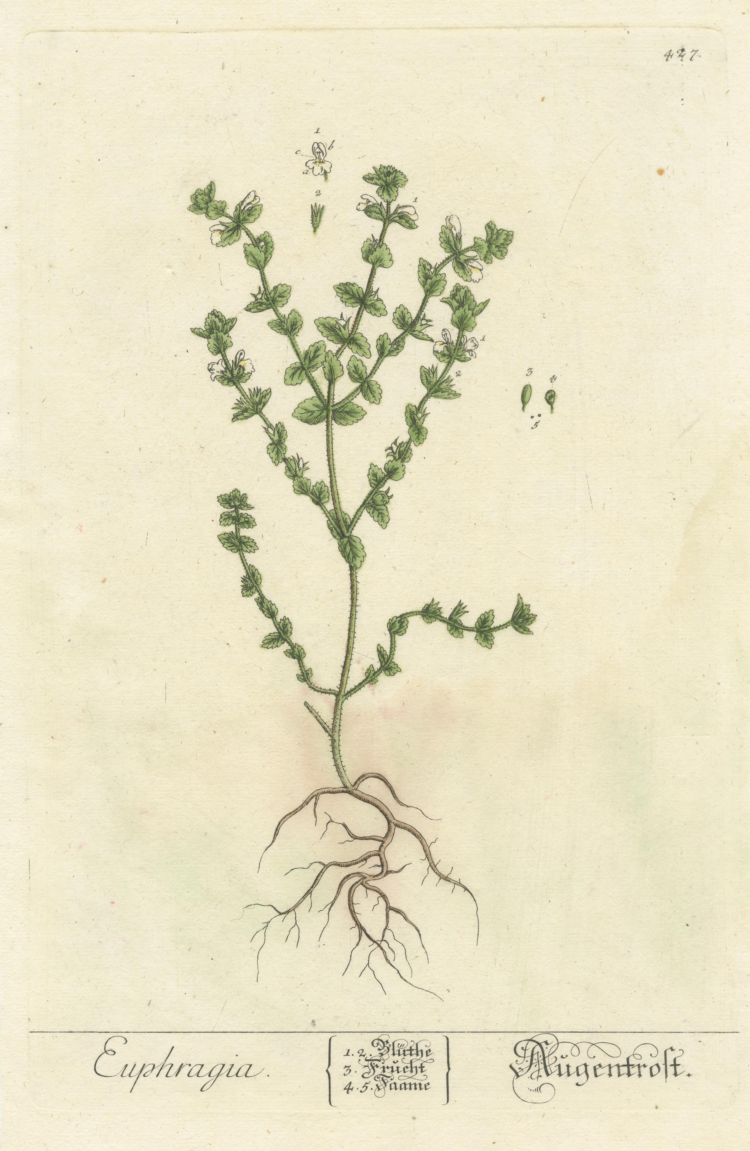 Antique Botanical Print of Euphrasia In Fair Condition For Sale In Langweer, NL
