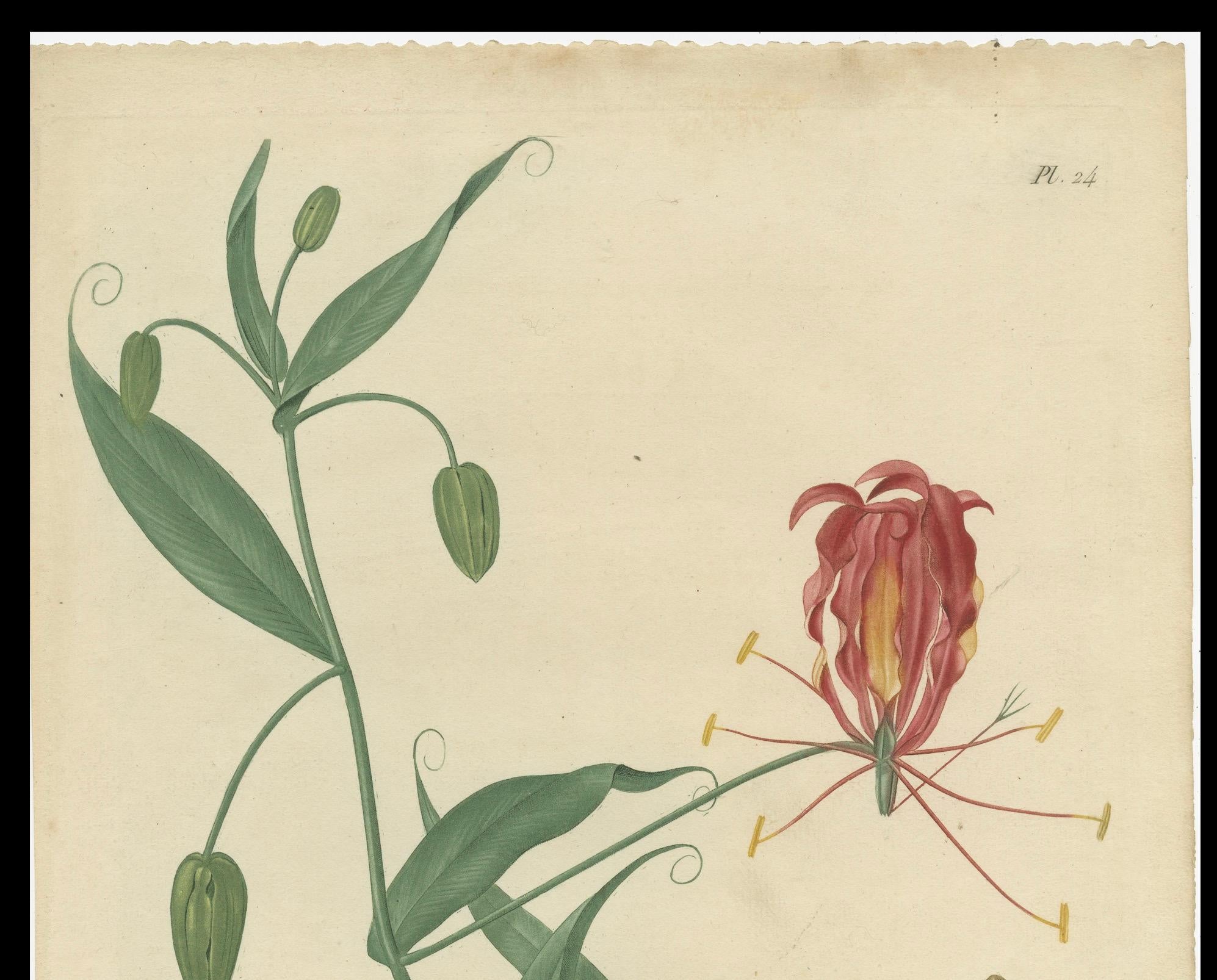 Antique botanical print titled 'Méthonique Superbe'. This print shows the Gloriosa Superba, also known as flame lily, climbing lily, creeping lily, glory lily, gloriosa lily, tiger claw, the Poison Plant, agnishikha and fire lily. it is a species of