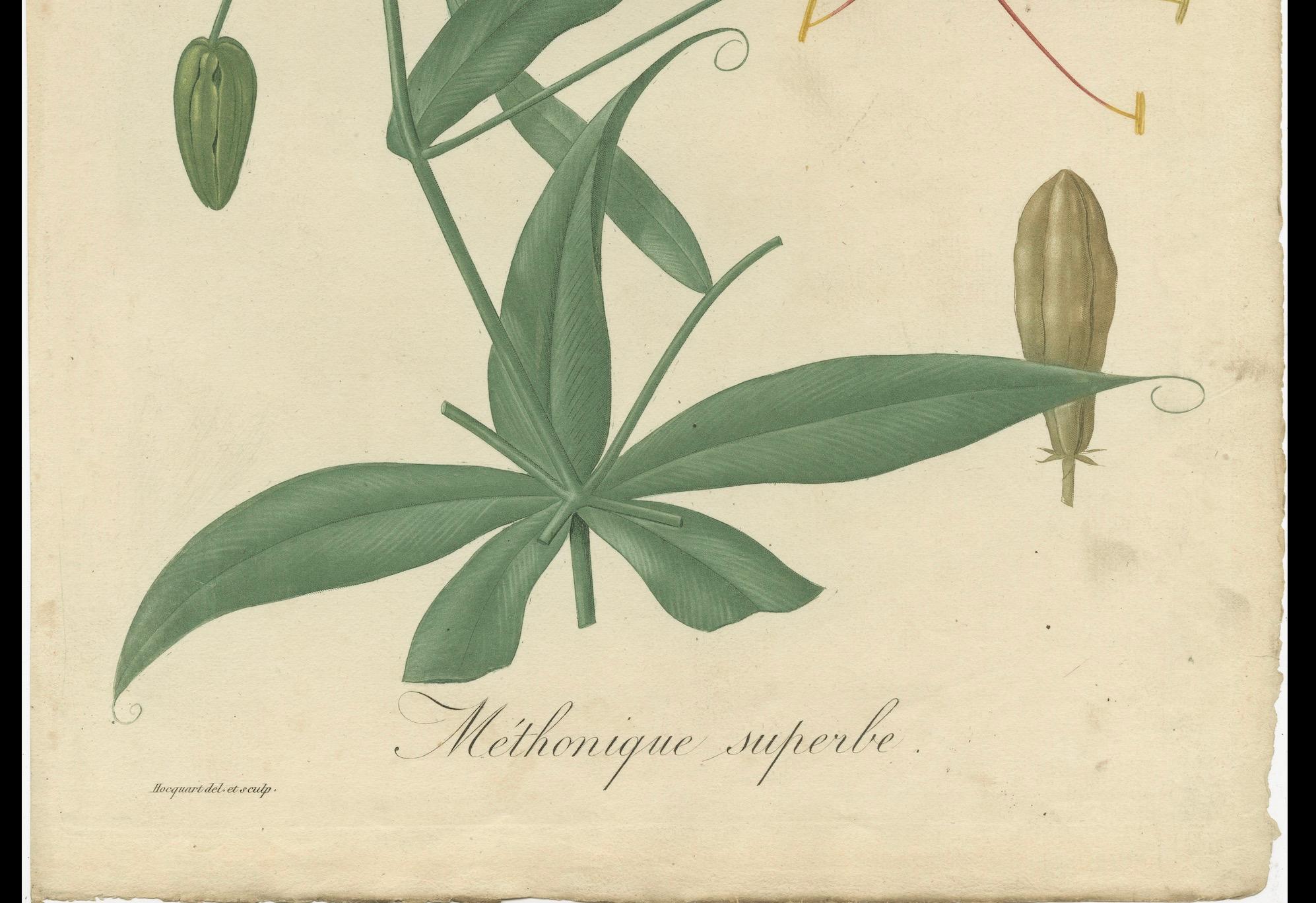 Antique Botanical Print of Gloriosa Superba, Poisson Plant or Flame Lily, c.1821 In Fair Condition For Sale In Langweer, NL