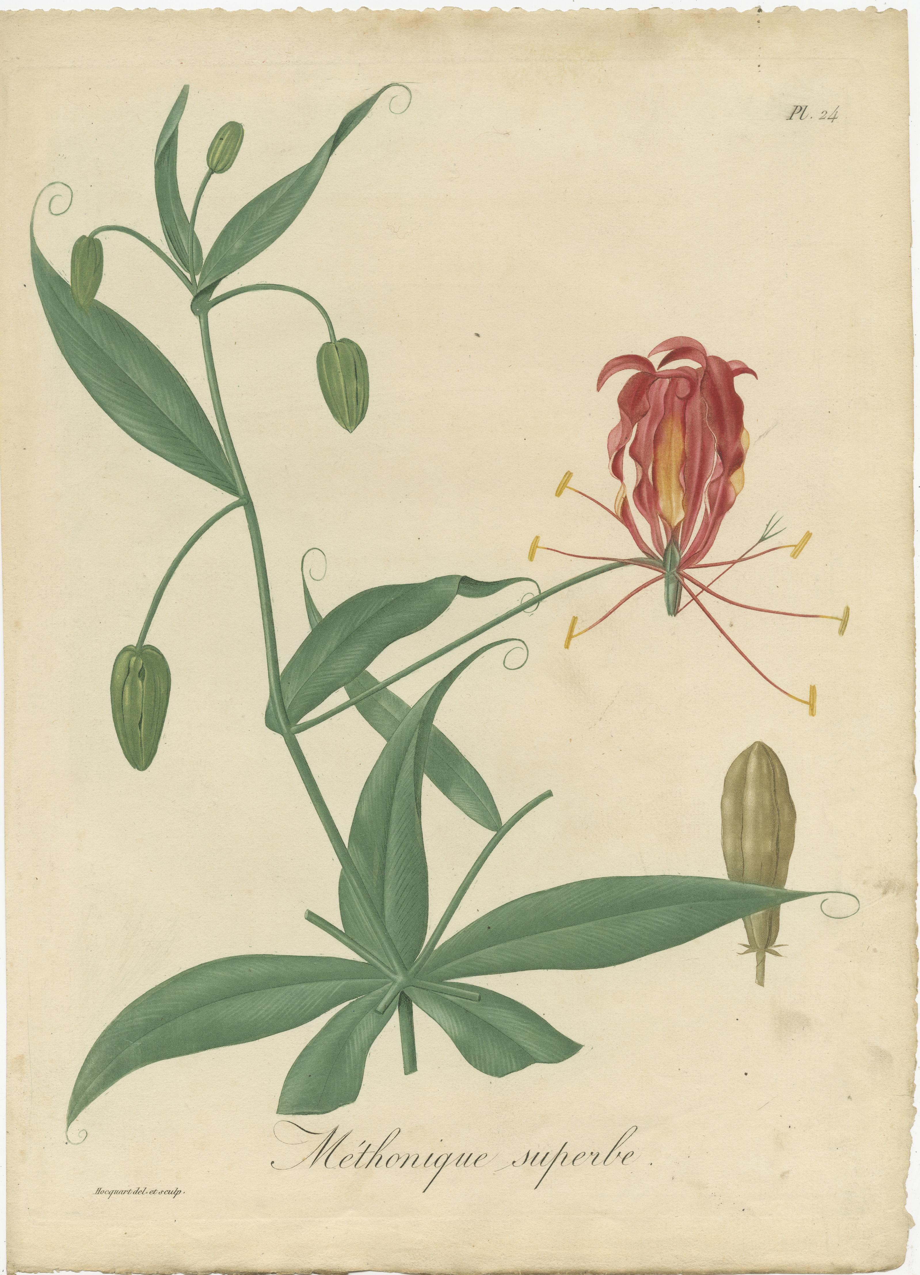 19th Century Antique Botanical Print of Gloriosa Superba, Poisson Plant or Flame Lily, c.1821 For Sale
