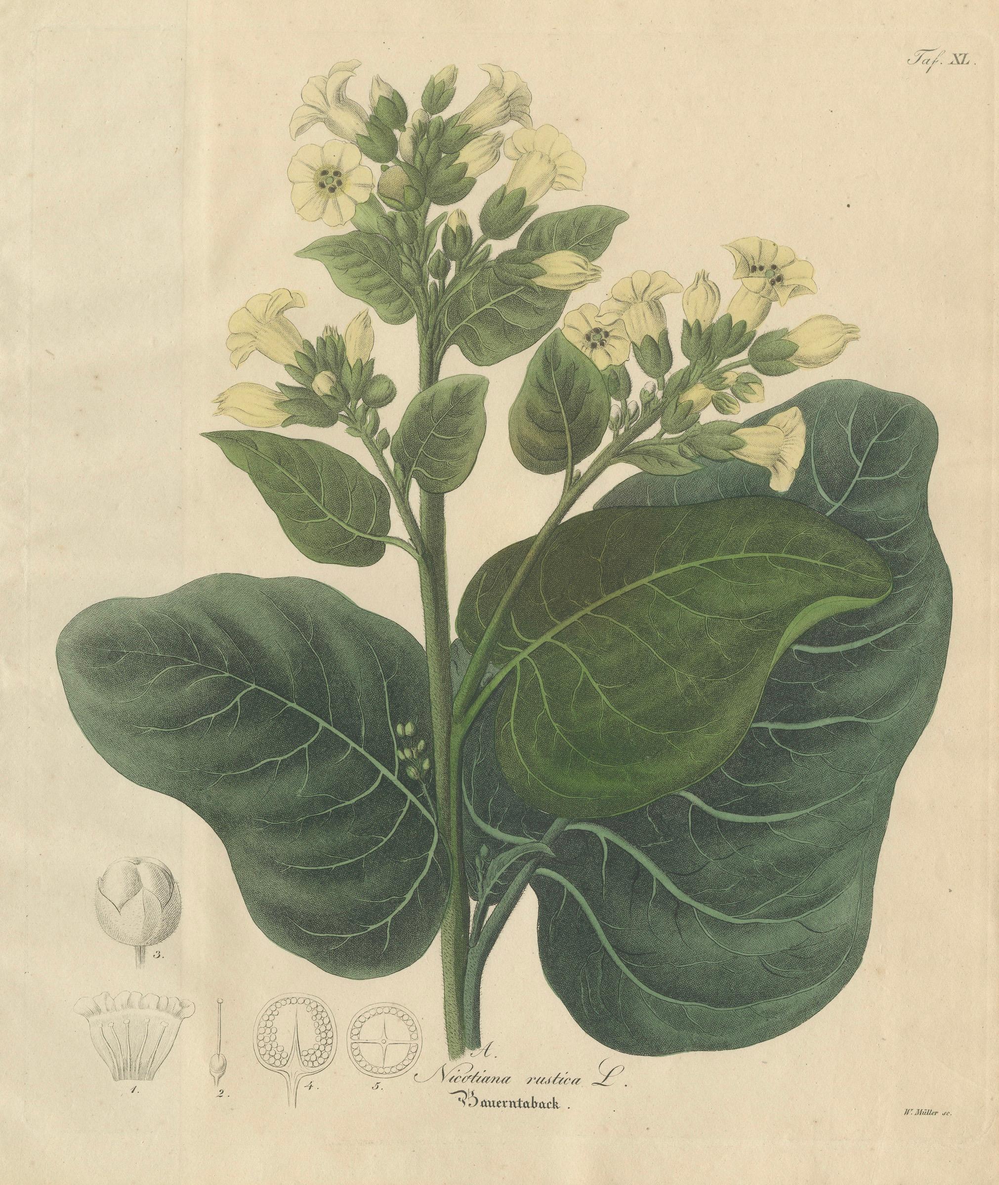 Antique Botanical Print of Nicotiana Rustica, Copper Engraving, c.1831