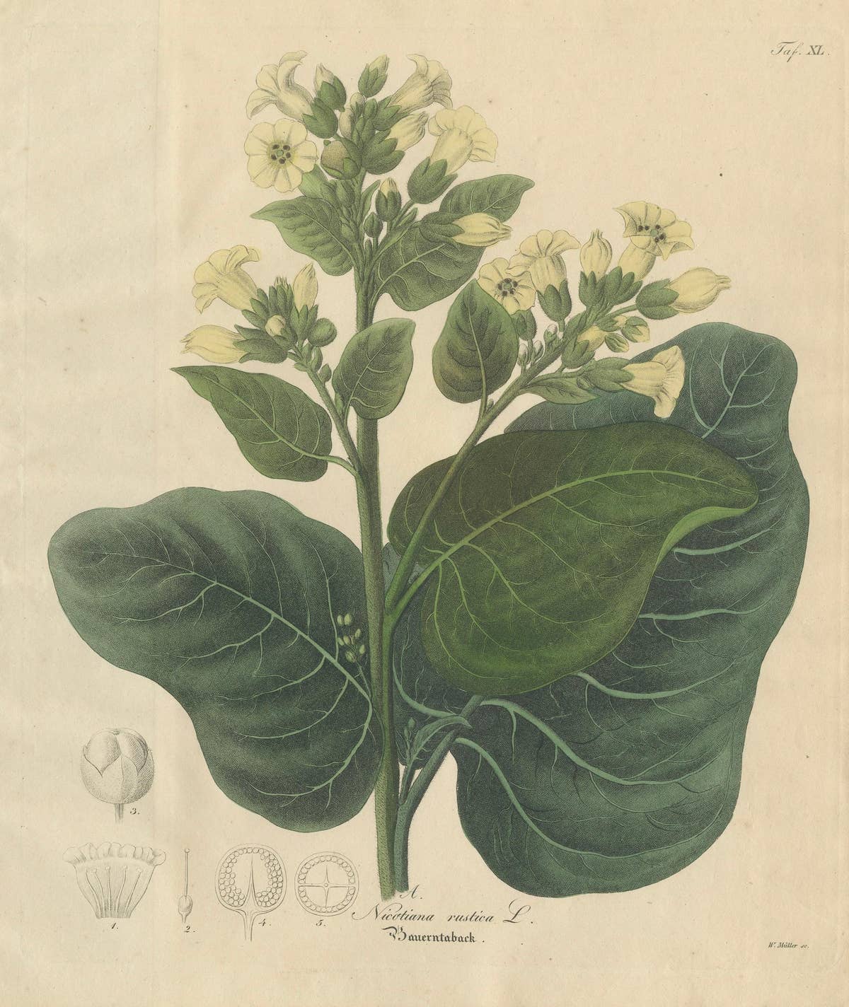 Antique Botanical Print of Nicotiana Rustica, Copper Engraving, c.1831