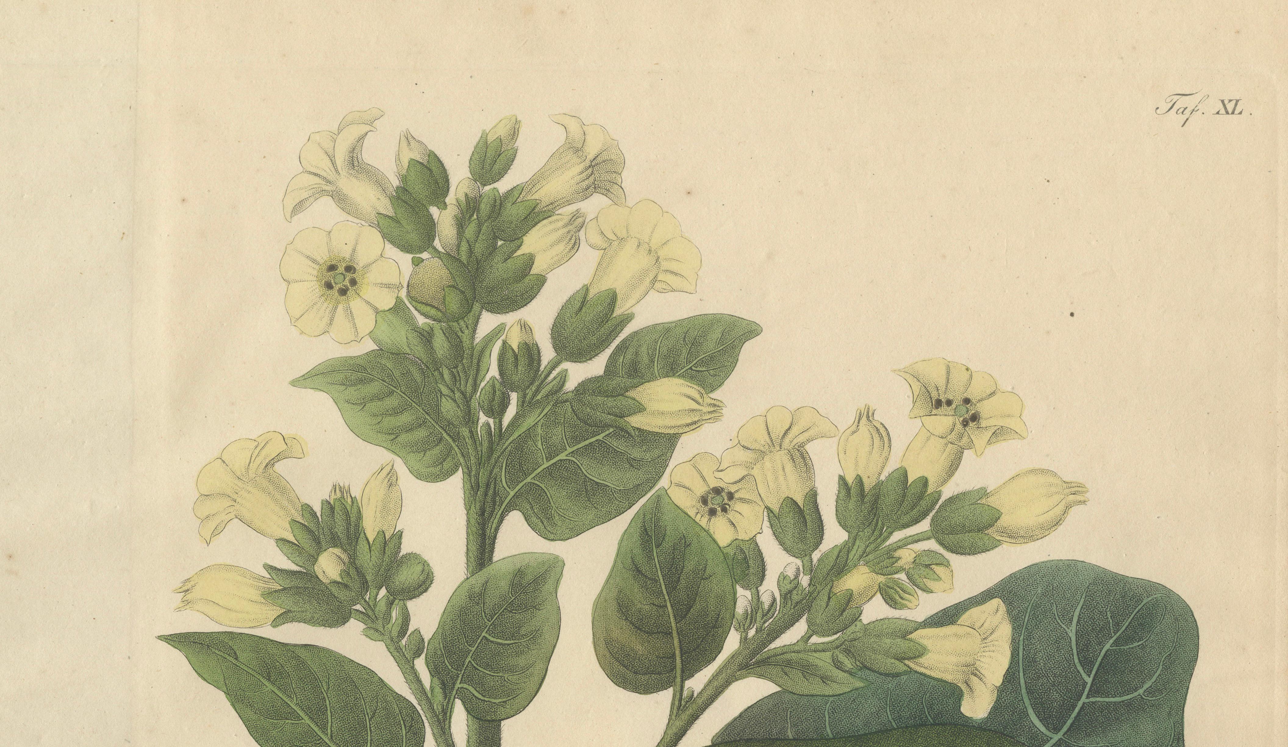 Antique Botanical Print of Nicotiana Rustica, Copper Engraving, c.1831