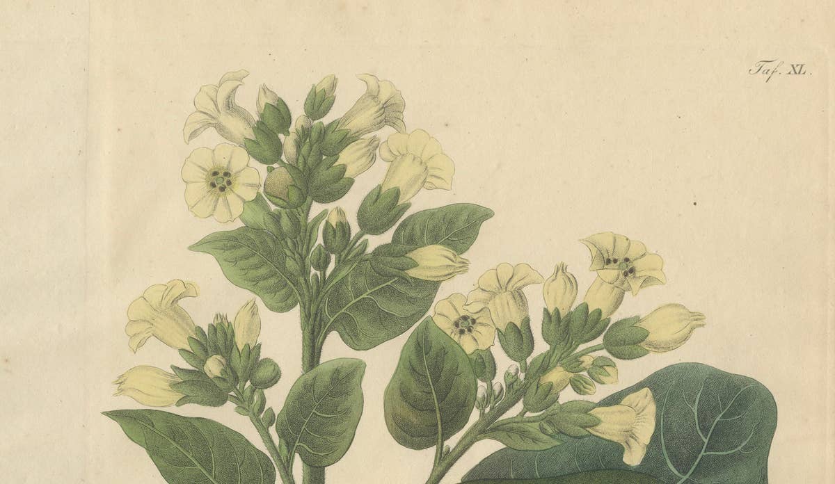 Antique Botanical Print of Nicotiana Rustica, Copper Engraving, c.1831