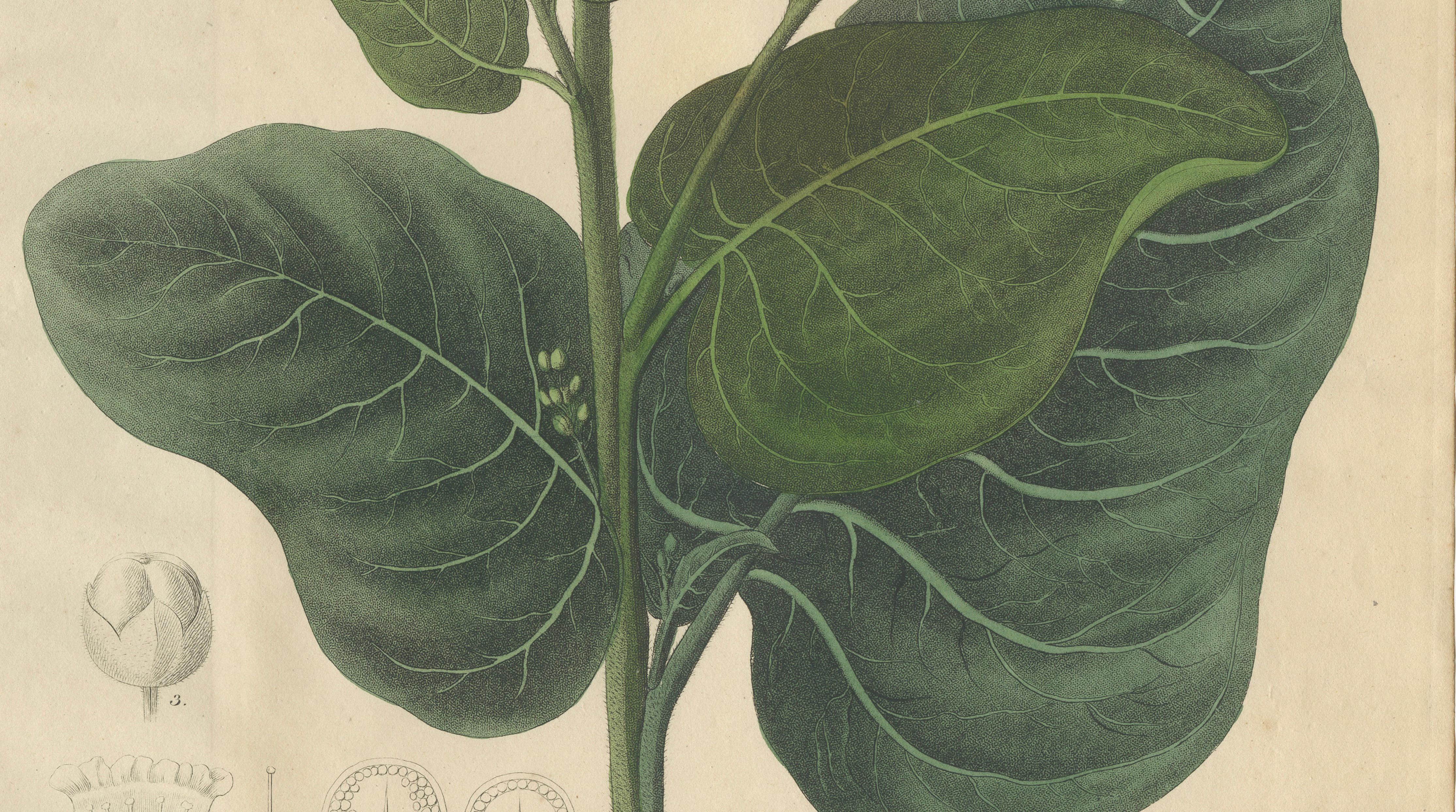 Antique Botanical Print of Nicotiana Rustica, Copper Engraving, c.1831