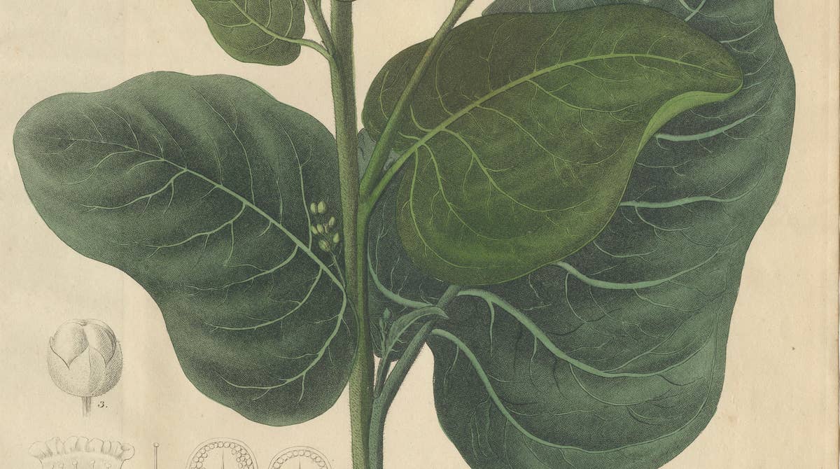 Antique Botanical Print of Nicotiana Rustica, Copper Engraving, c.1831