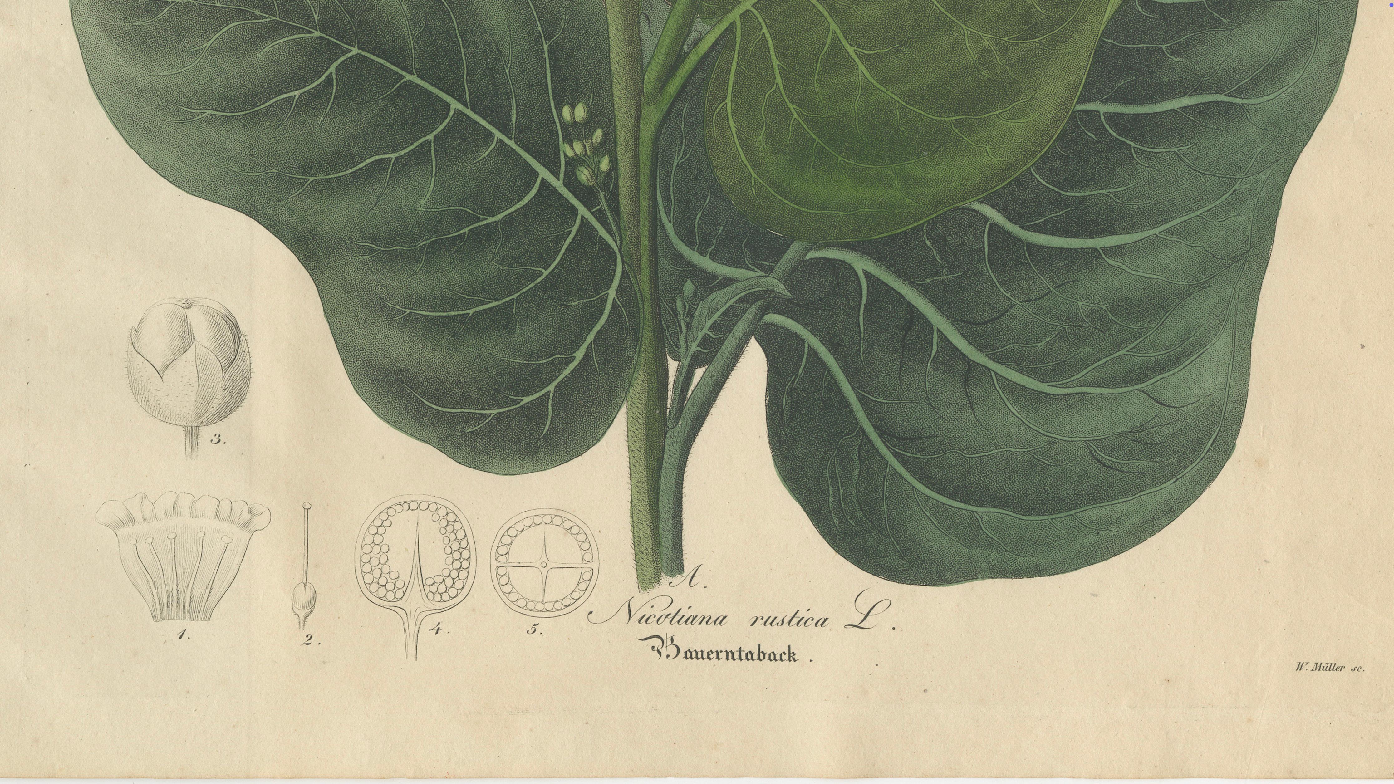 Antique Botanical Print of Nicotiana Rustica, Copper Engraving, c.1831
