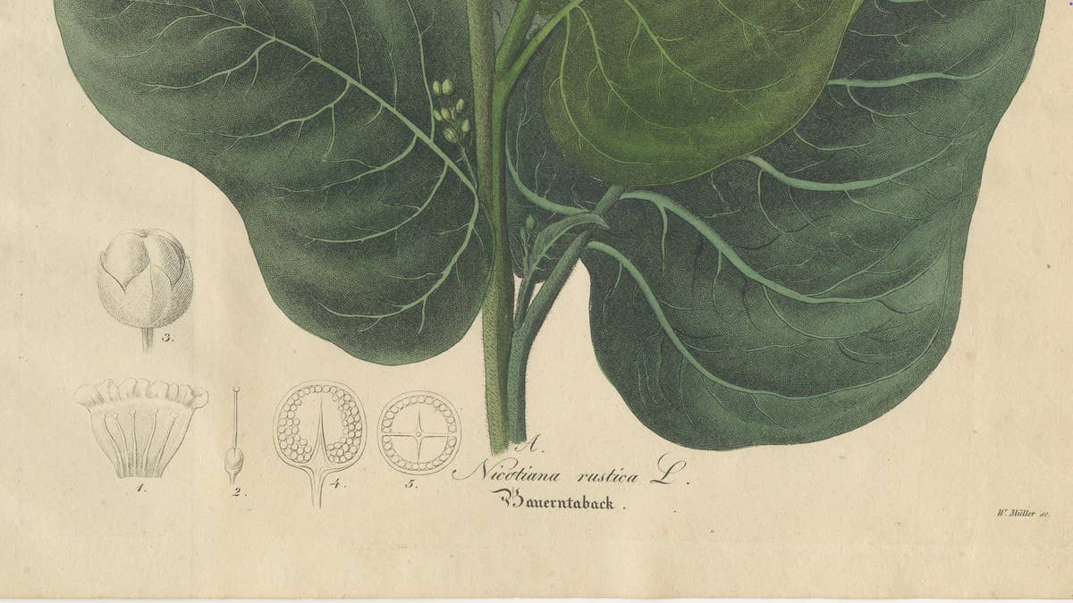 Antique Botanical Print of Nicotiana Rustica, Copper Engraving, c.1831