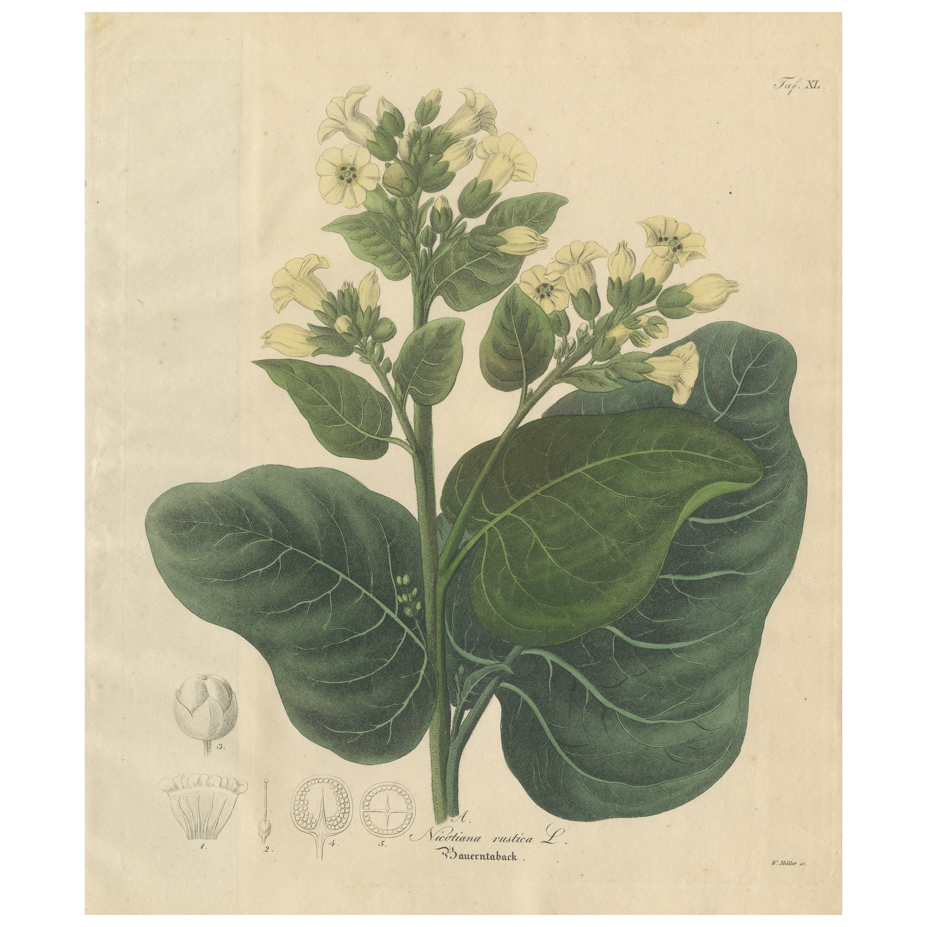 Antique Botanical Print of Nicotiana Rustica, Copper Engraving, c.1831
