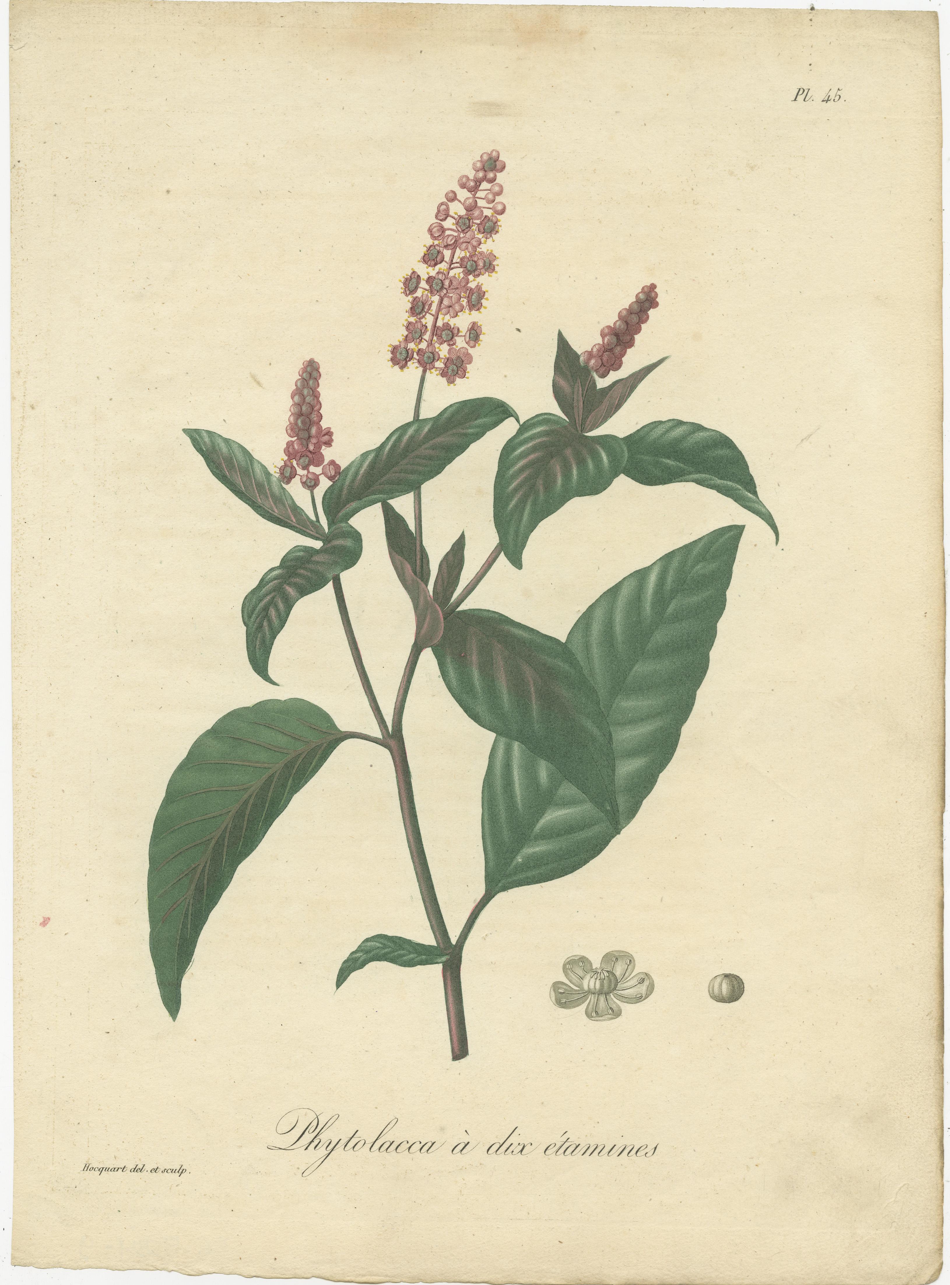 Gravure botanique ancienne intitulée 'Phytolacca à dix étamines'. Cette reproduction montre le Phytolacca Americana, également connu sous le nom de pokeweed américain, pokeweed, poke sallet, pokeberry, dragonberries, et inkberry. Il s'agit d'une