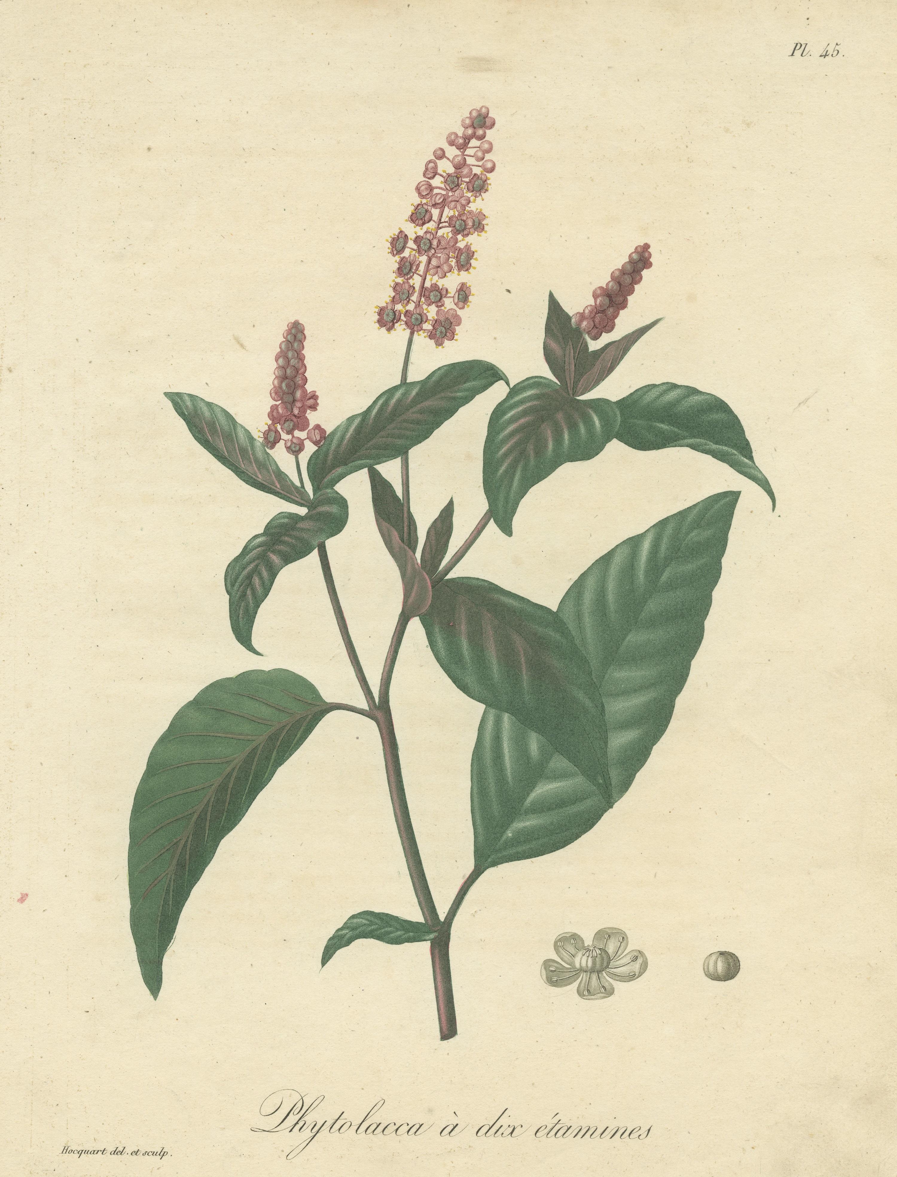 Antique Botanical Print of Phytolacca Americana or American Pokeweed, ca.1821 In Fair Condition For Sale In Langweer, NL