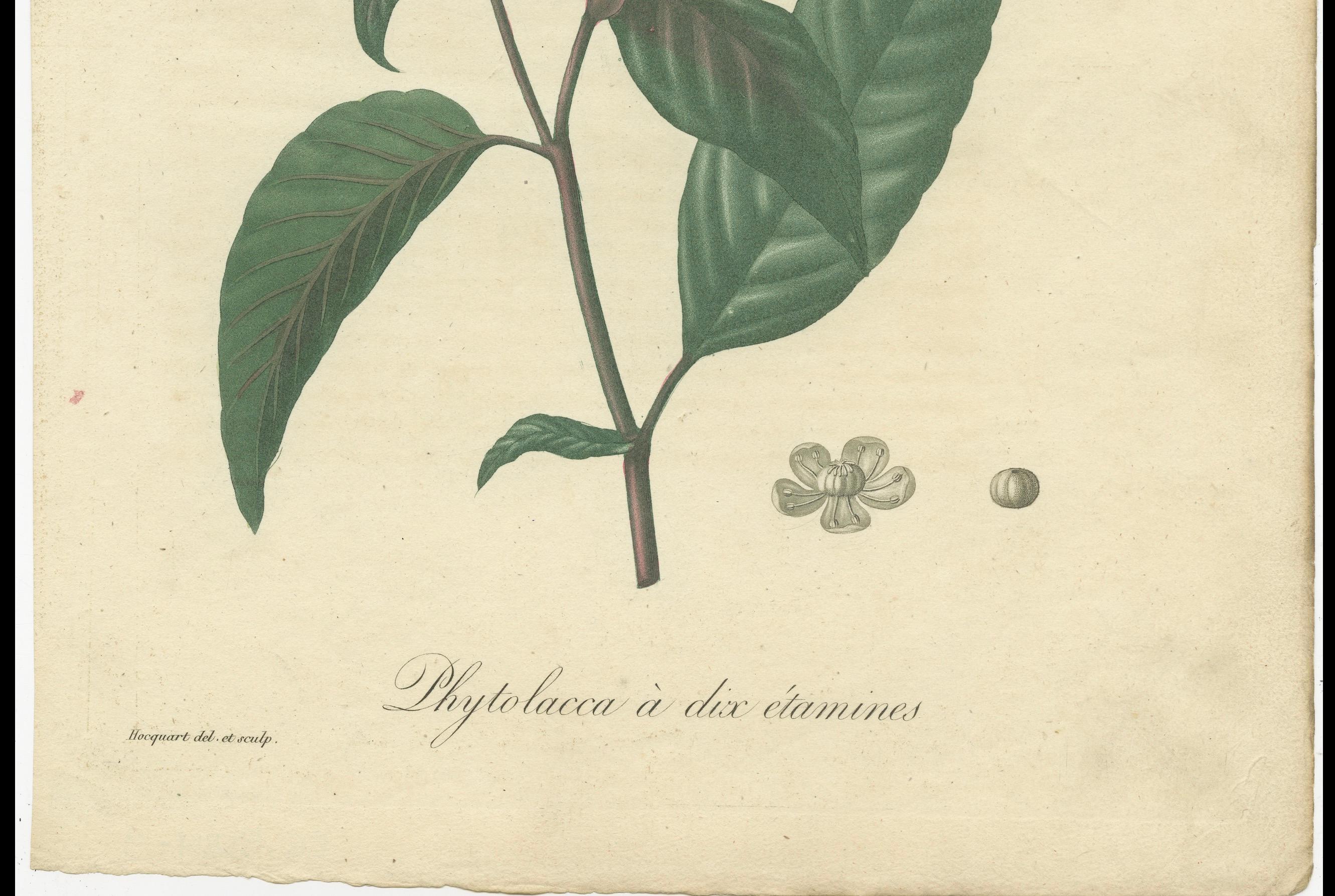 Impression botanique ancienne de Phytolacca Americana ou American Pokeweed, vers1821 en vente 1