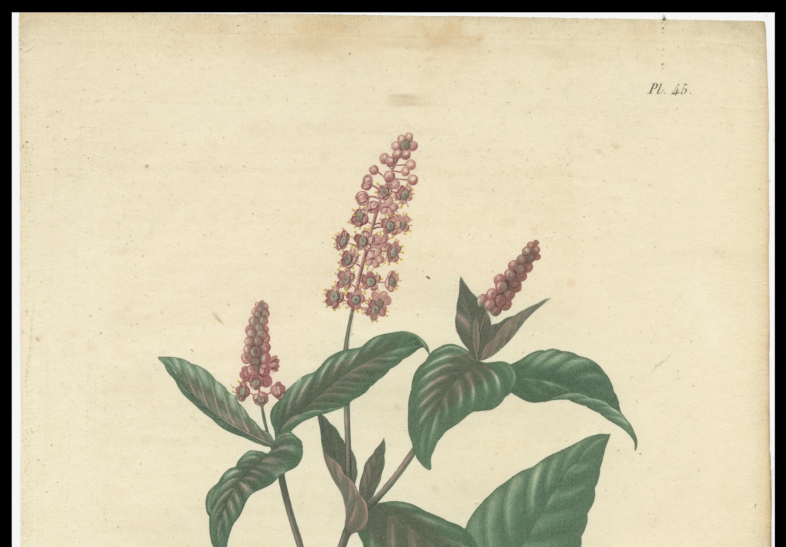 Antique Botanical Print of Phytolacca Americana or American Pokeweed, ca.1821 For Sale 2