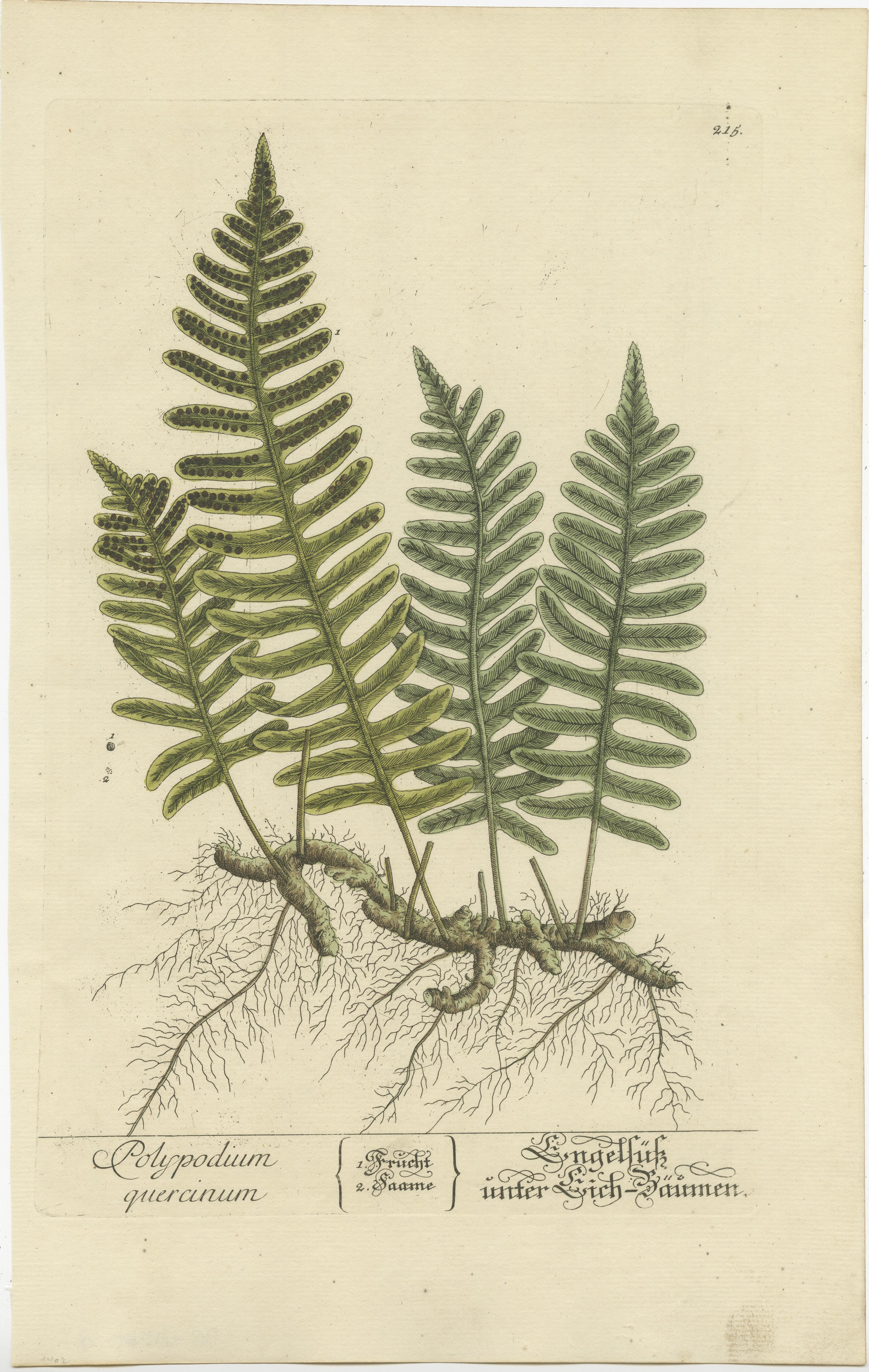 Gravure ancienne intitulée 'Polypodium Quercinum'. Impression botanique du polypode commun, une fougère à feuilles persistantes. Publié par ou après Elisabeth Blackwell, vers 1750. 