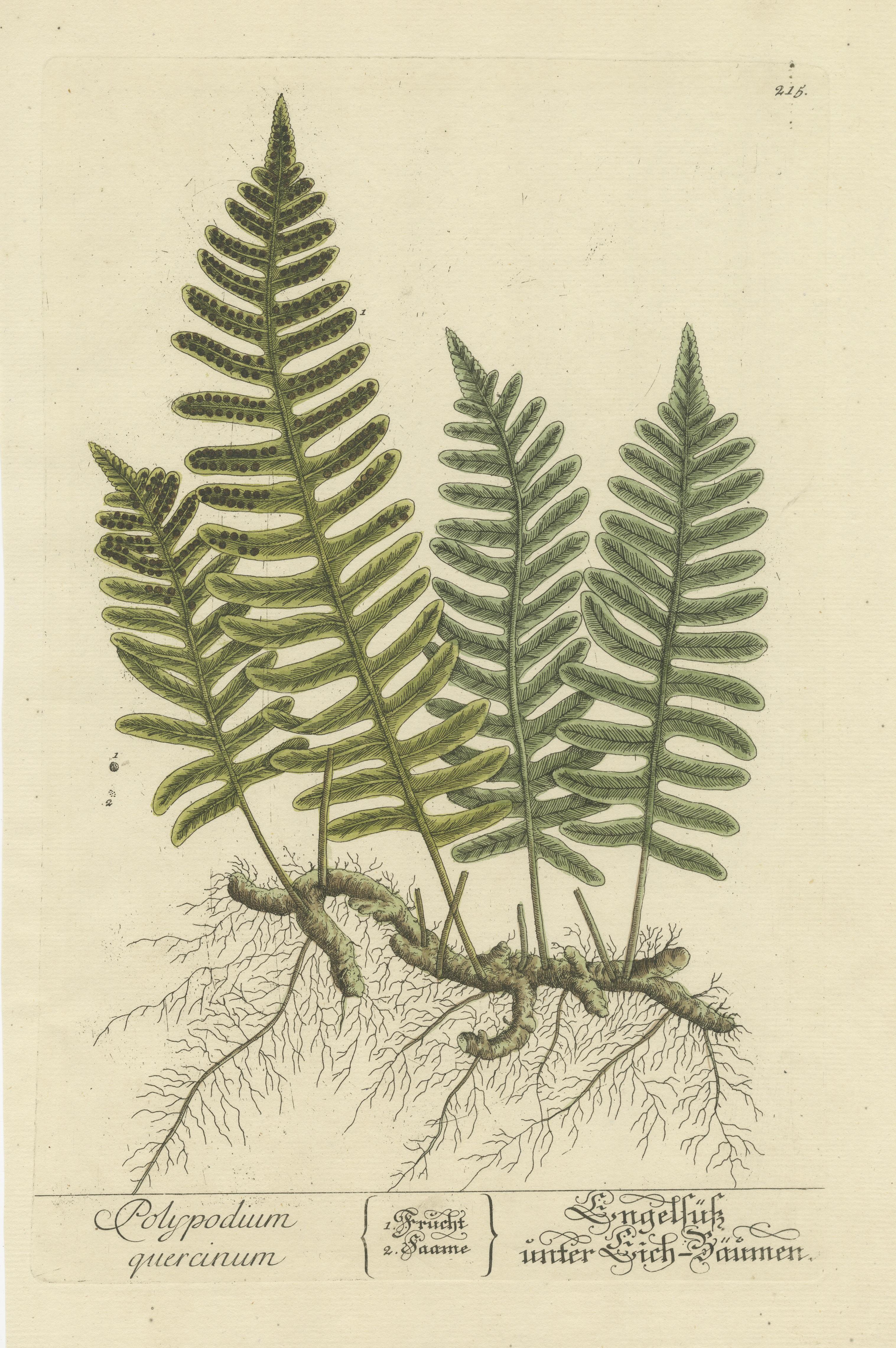 Antique Botanical Print of Polypodium Quercinum In Good Condition For Sale In Langweer, NL
