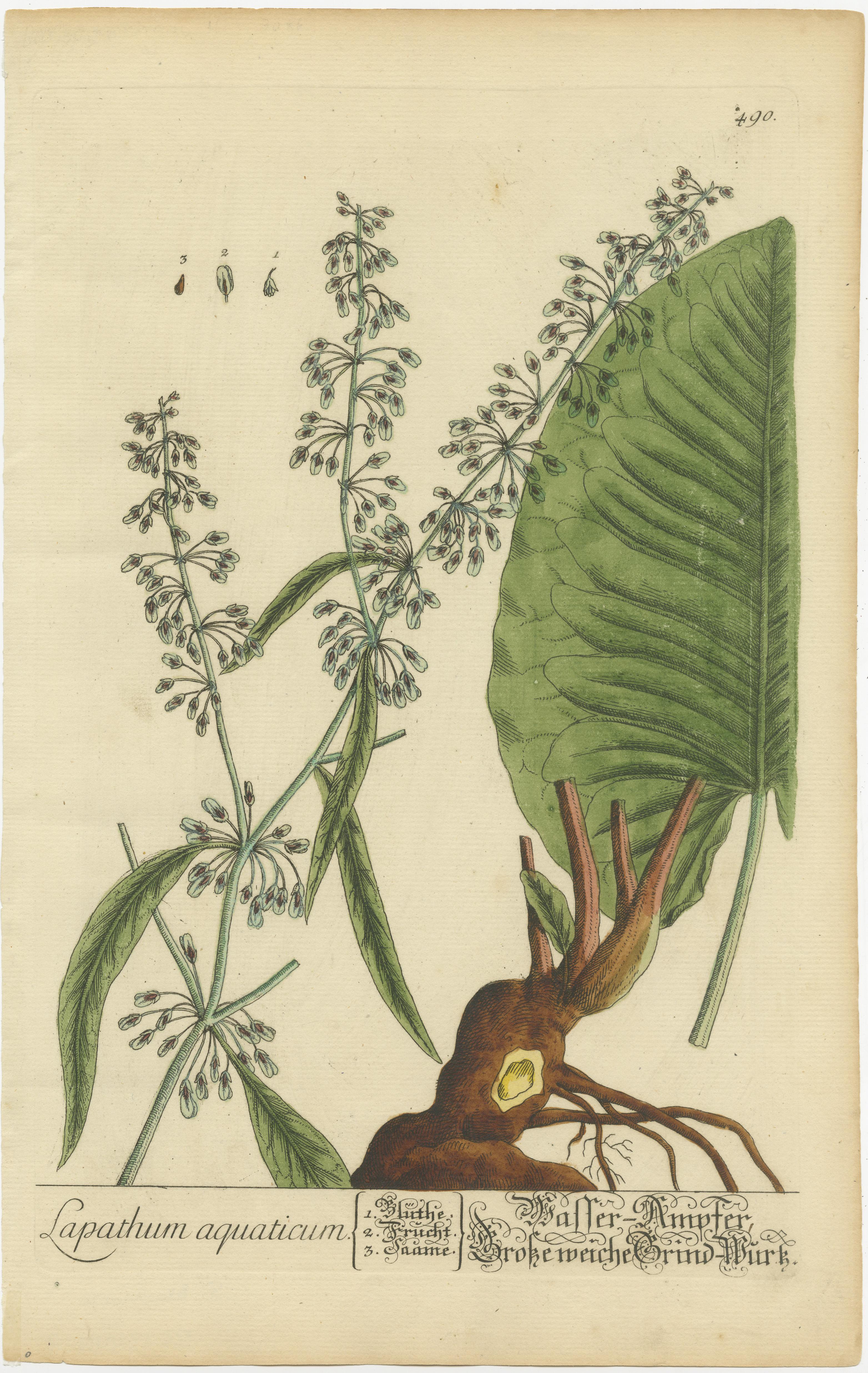 Antiker Druck mit dem Titel 'Lapathum aquaticum'. Botanischer Druck von Rumex aquaticus, einer blühenden Pflanze aus der Familie der Knöterichgewächse. Veröffentlicht von oder nach Elisabeth Blackwell, ca. 1750. 