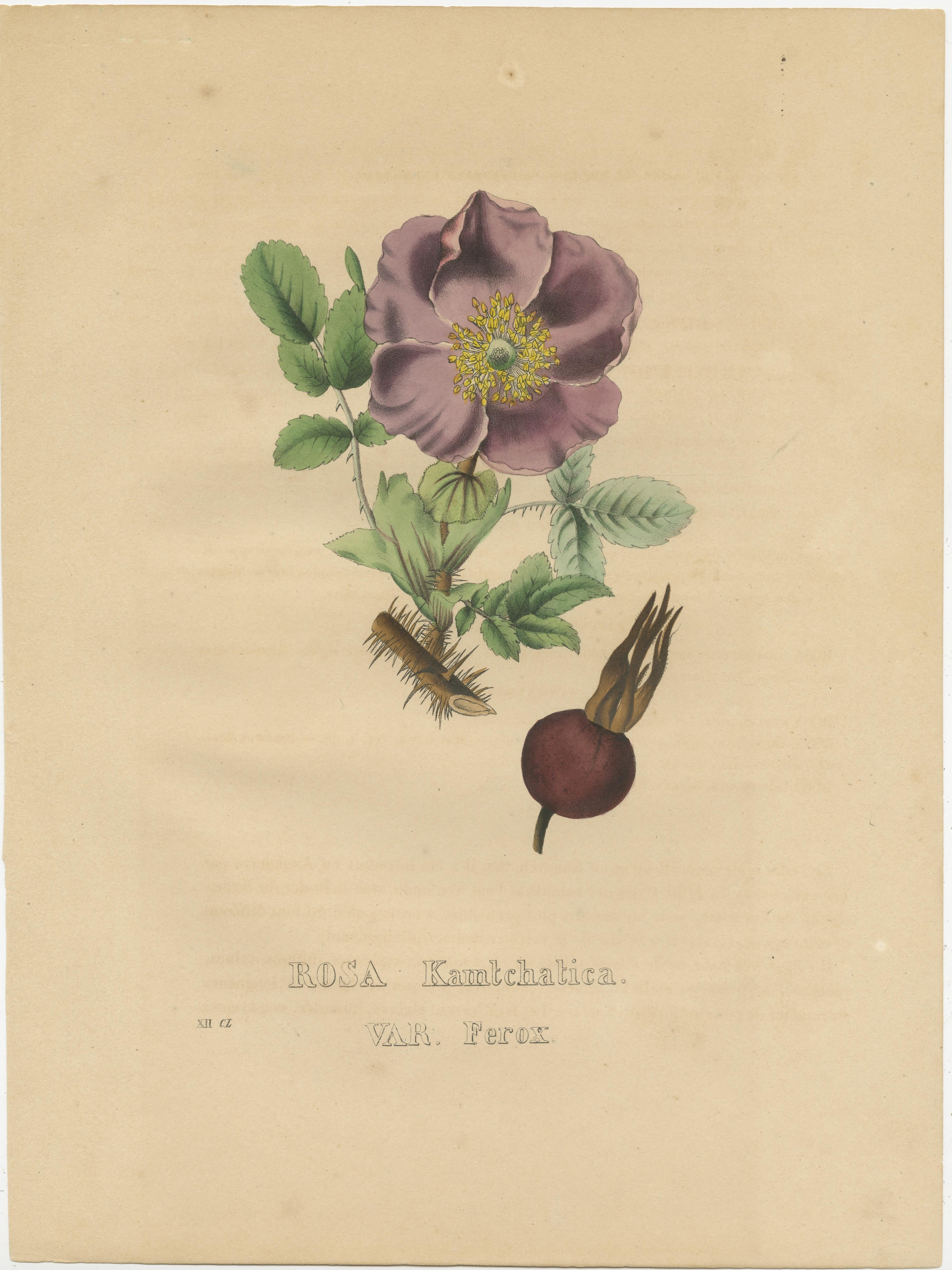 Gravure botanique ancienne intitulée 'Rosa Kamtschatica'. Impression ancienne originale de la rose du Kamtschatka. Cette impression provient du 