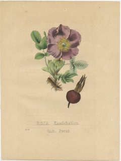 Antique Botanical Print of the Kamtschatka Rose
