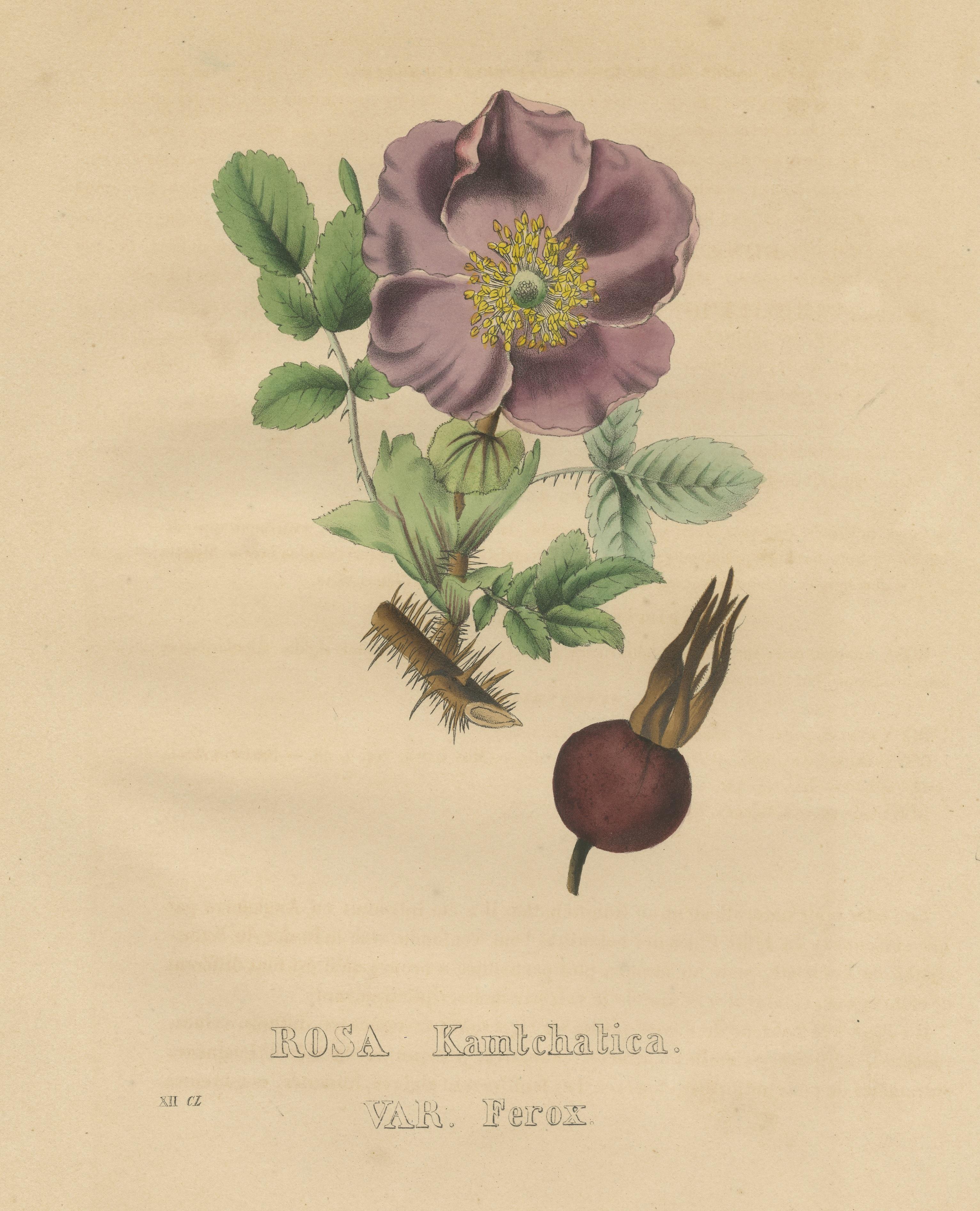 Antique Botanical Print of the Kamtschatka Rose In Fair Condition For Sale In Langweer, NL