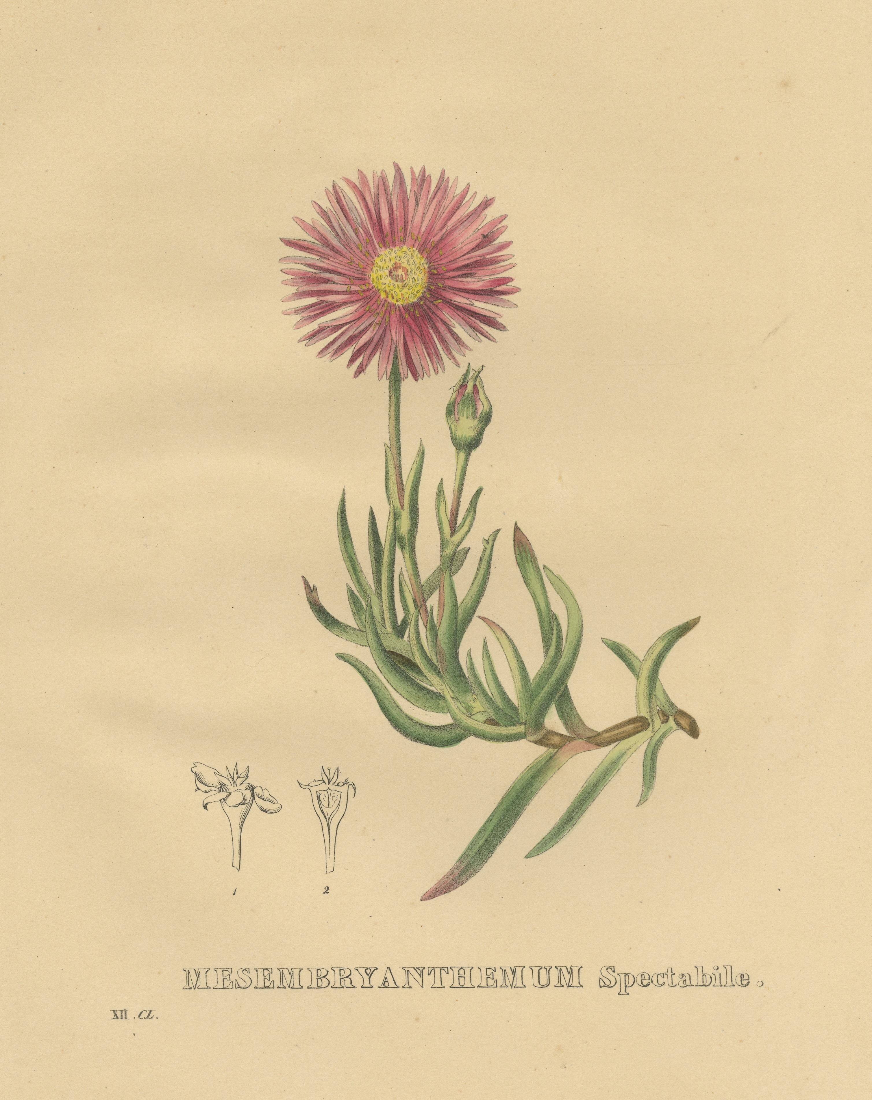 Impression botanique ancienne de lampranthus Spectabilis ou aubergine de glace traînante État moyen à Langweer, NL