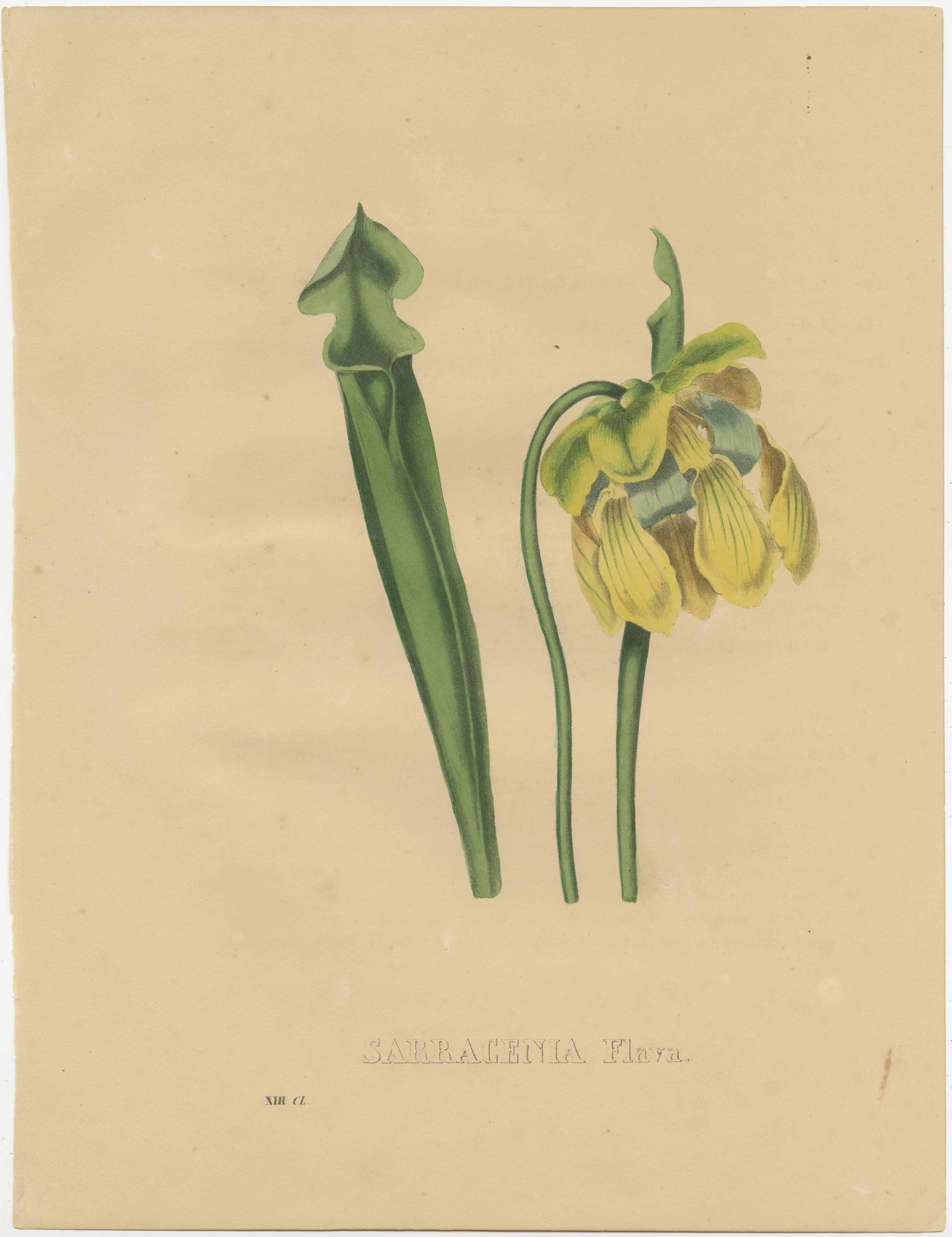 Antique botanical print titled 'Sarracenia Flava'. Original old print of the sarracenia flava, the yellow pitcherplant, a carnivorous plant in the family Sarraceniaceae. This print originates from 'Sertum Botanicum. Collection Choisie de Plantes Les