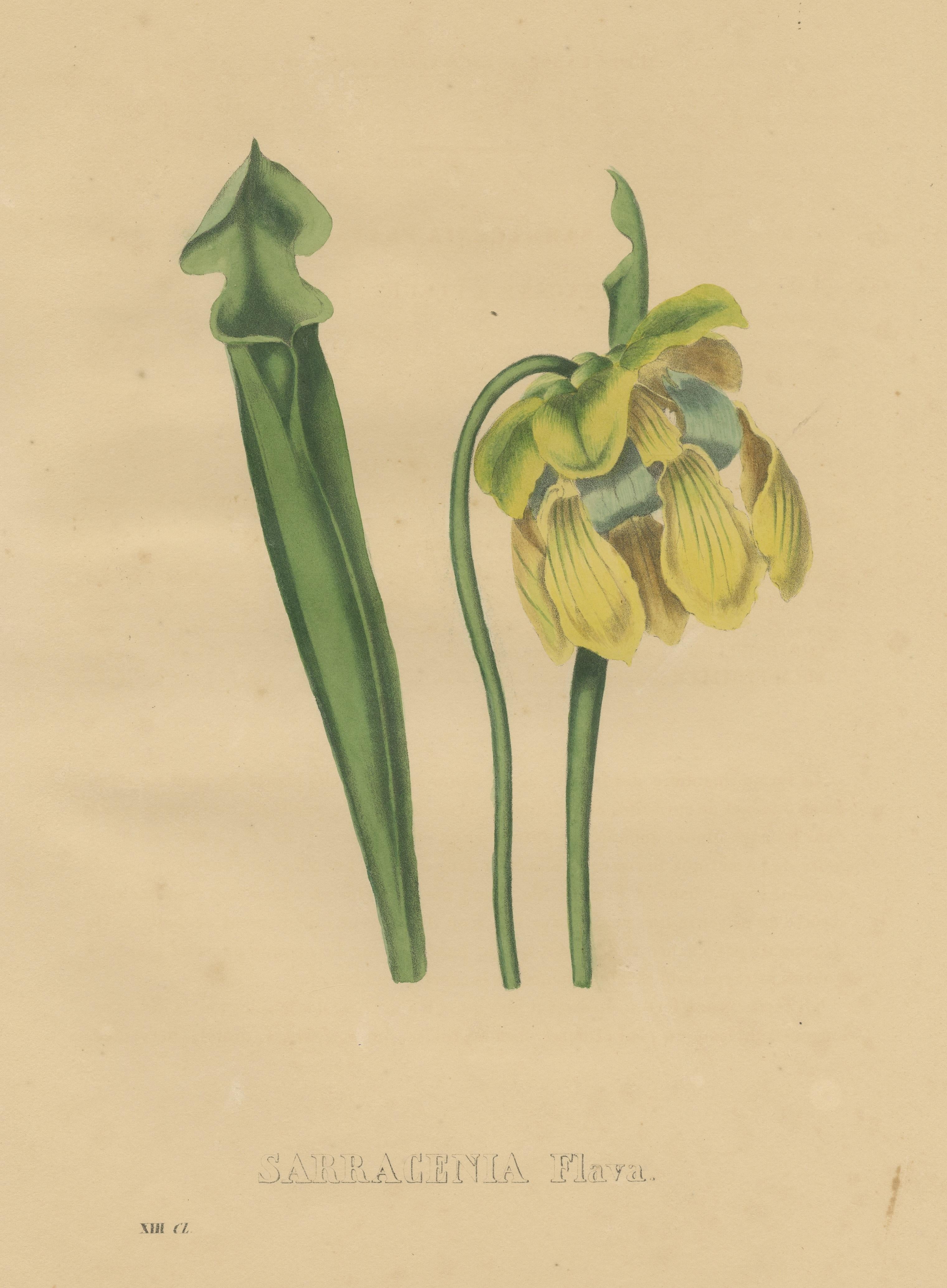 Antique Botanical Print of the Sarracenia Flava or Yellow Pitcherplant In Fair Condition For Sale In Langweer, NL