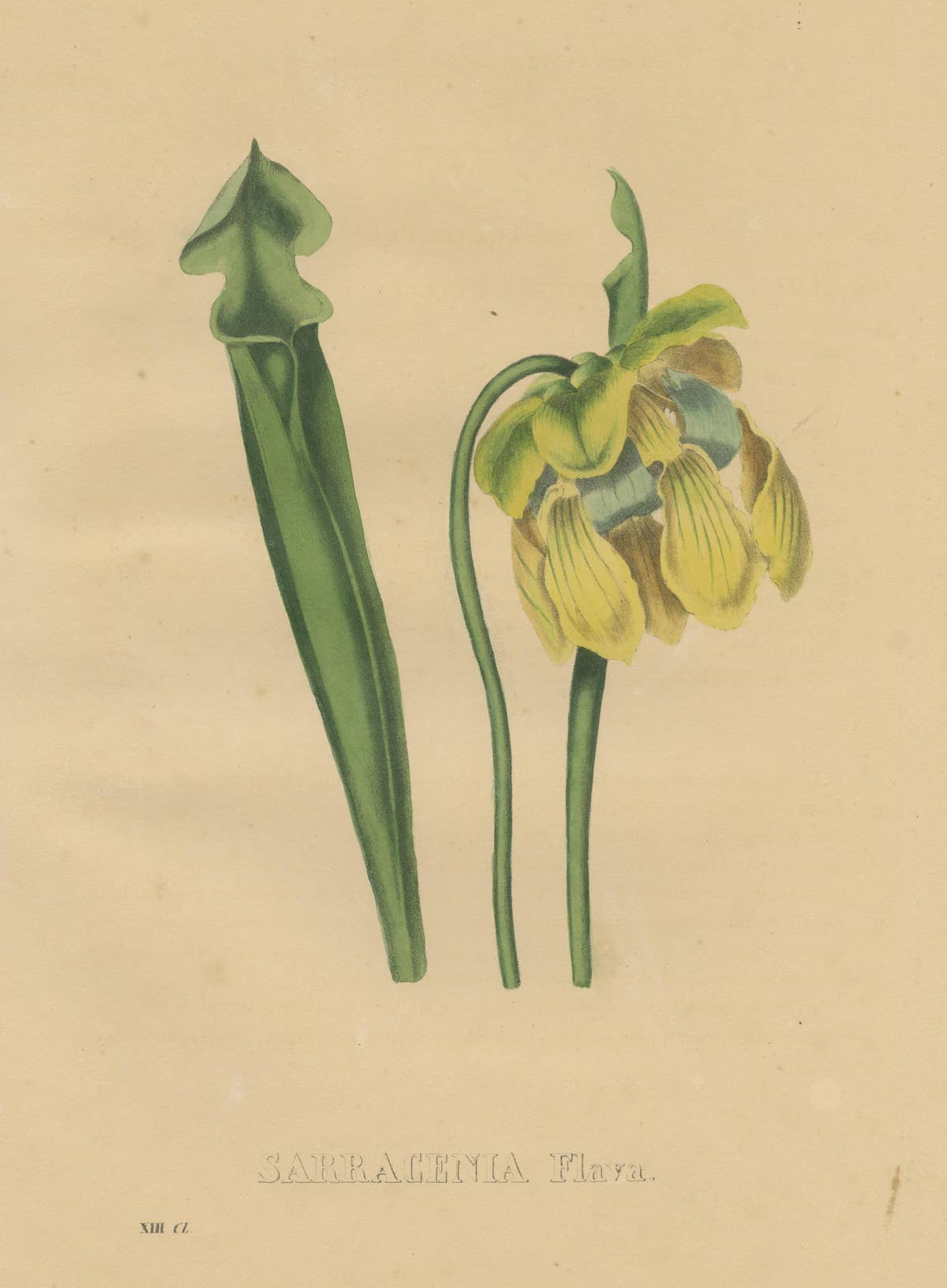 Antique Botanical Print of the Sarracenia Flava or Yellow Pitcherplant