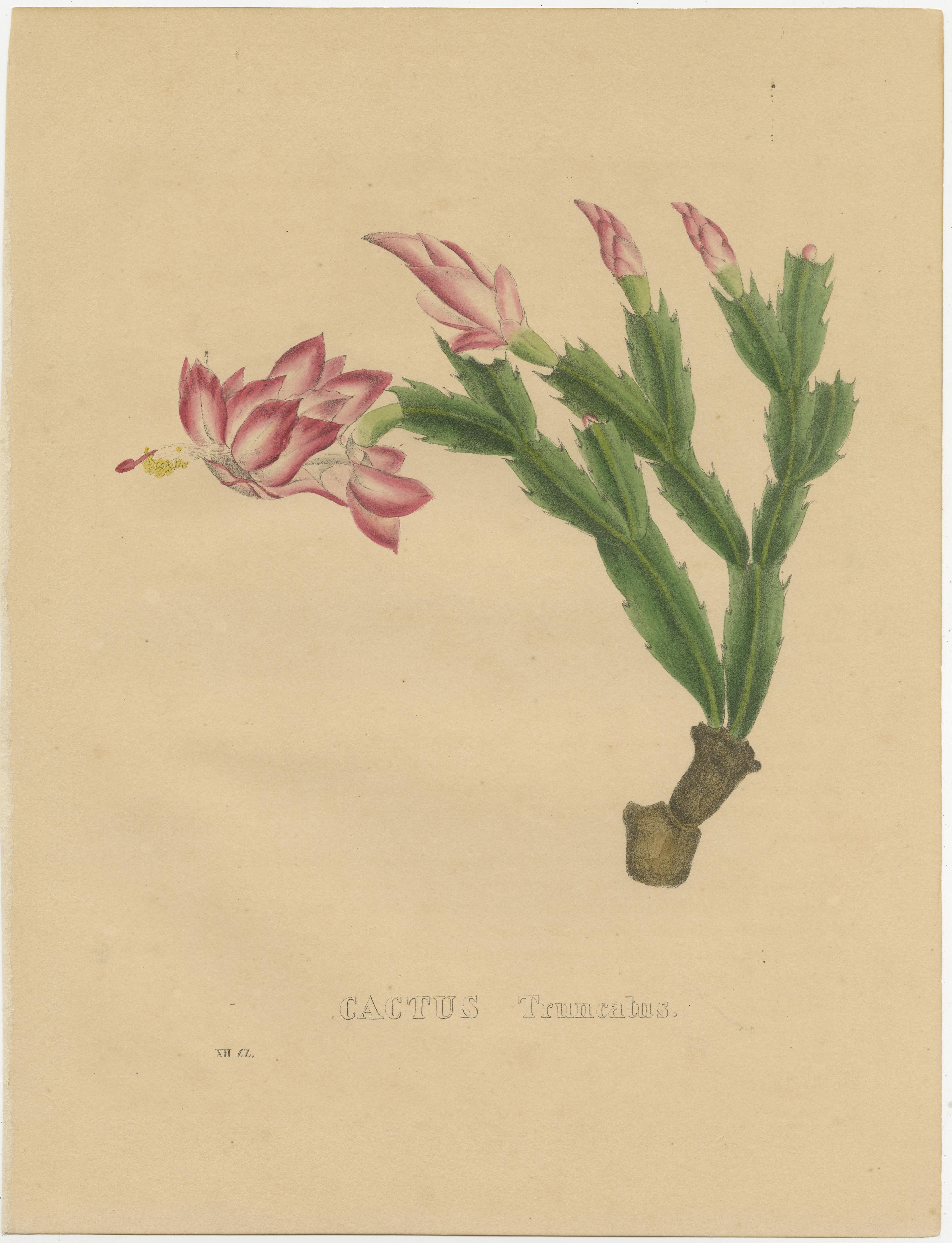 The antique botanical print titled 'Cactus Truncatus' is a beautiful depiction of the Schlumbergera, commonly known as the Christmas cactus. Here's some information about this print:

1. **Title:** 'Cactus Truncatus'

2. **Botanical Significance:**