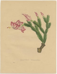 Botanical Beauty: Schlumbergera - The Christmas Cactus, circa 1832