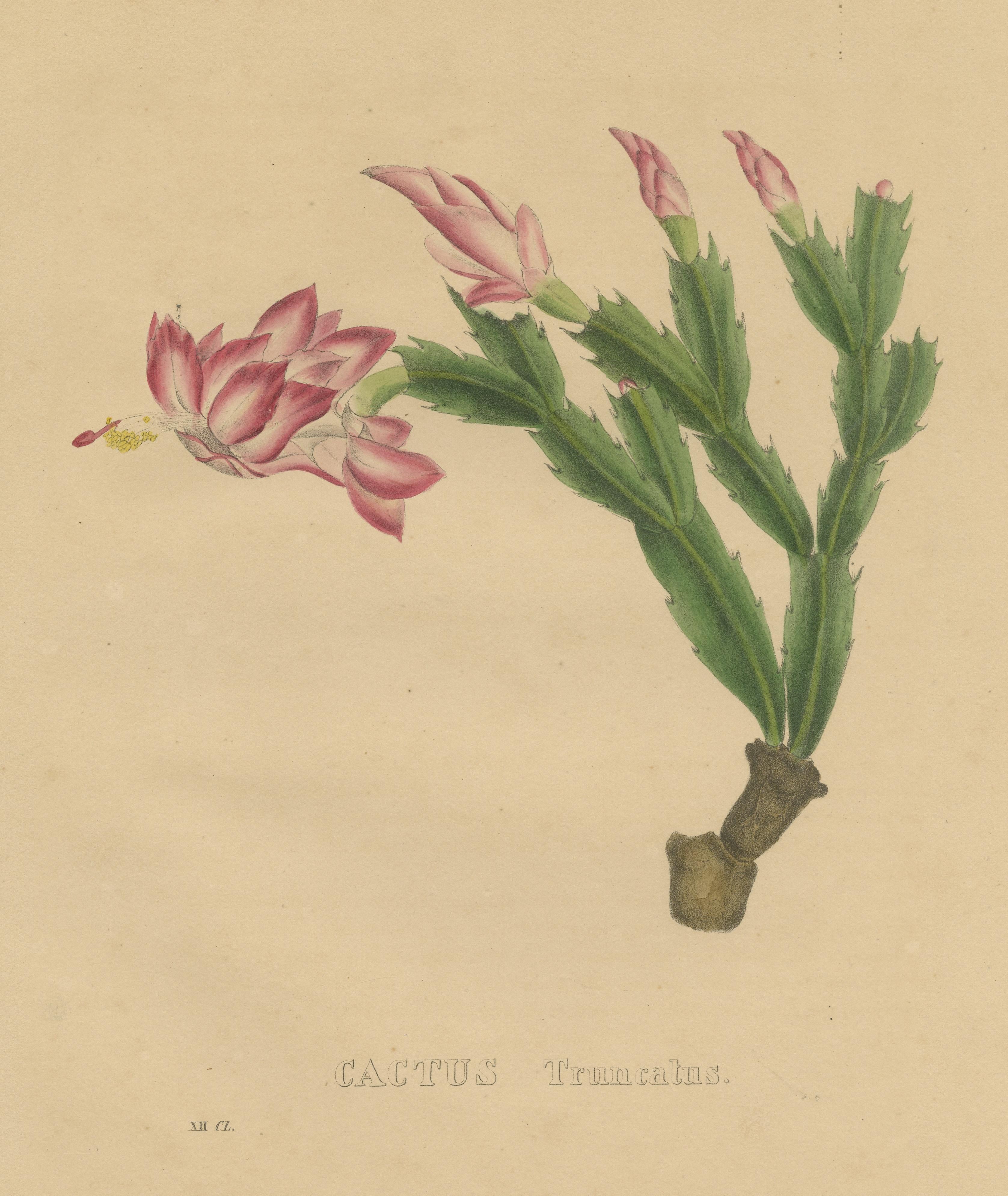 Botanical Beauty: Schlumbergera - The Christmas Cactus, circa 1832 In Fair Condition For Sale In Langweer, NL
