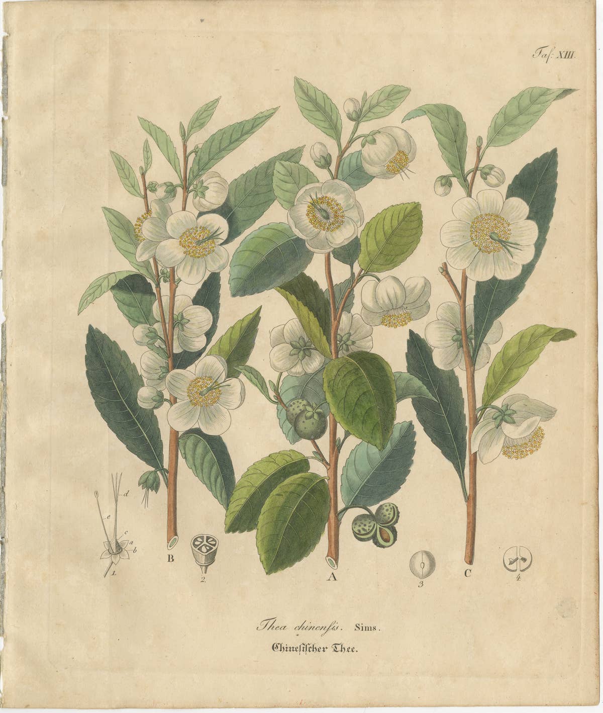 Antique Botanical Print of Thea Chinensis, Hand Colored, c.1831