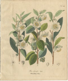 Antique Botanical Print of Thea Chinensis, Hand Colored, c.1831
