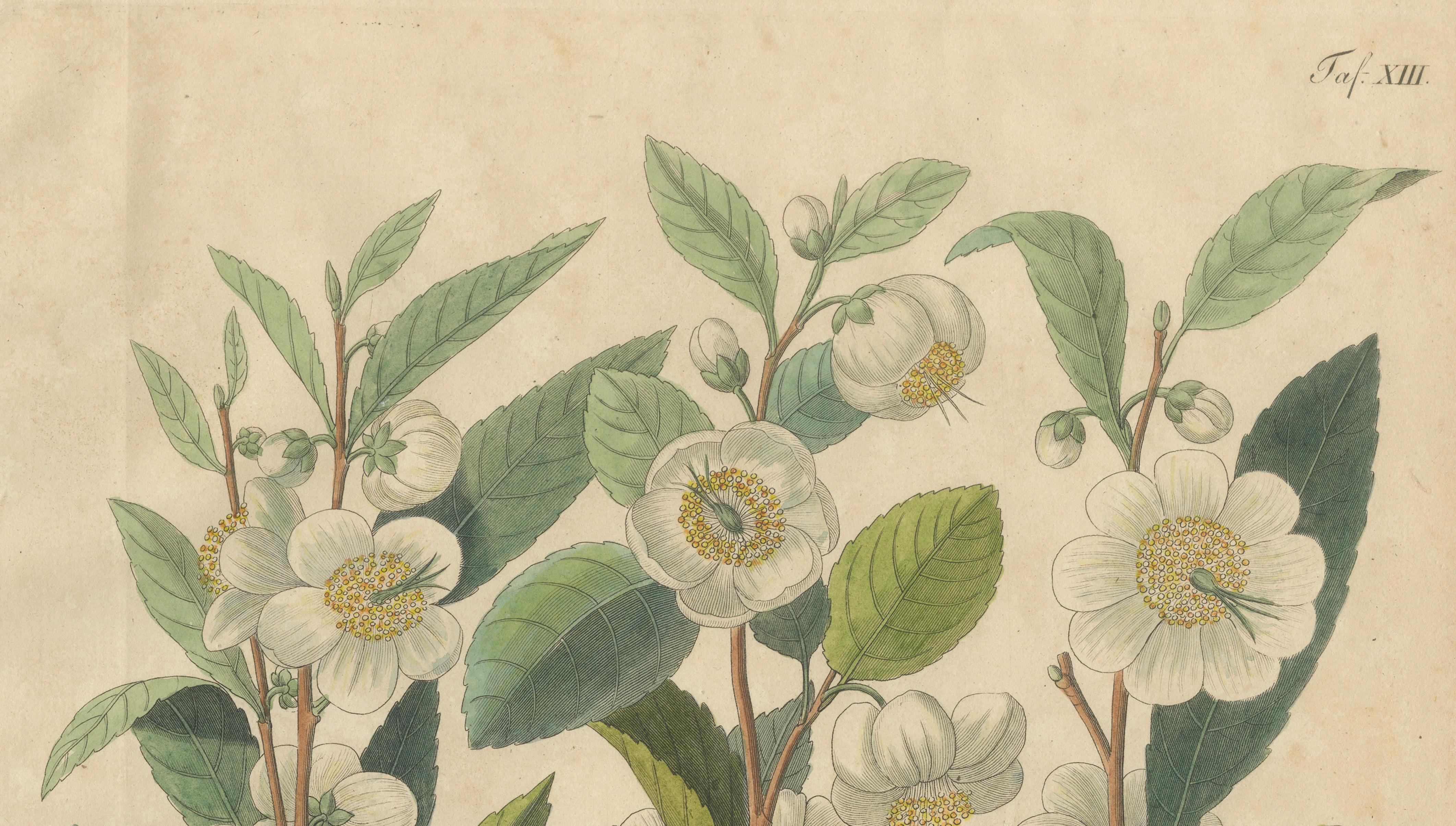 Antique Botanical Print of Thea Chinensis, Hand Colored, c.1831