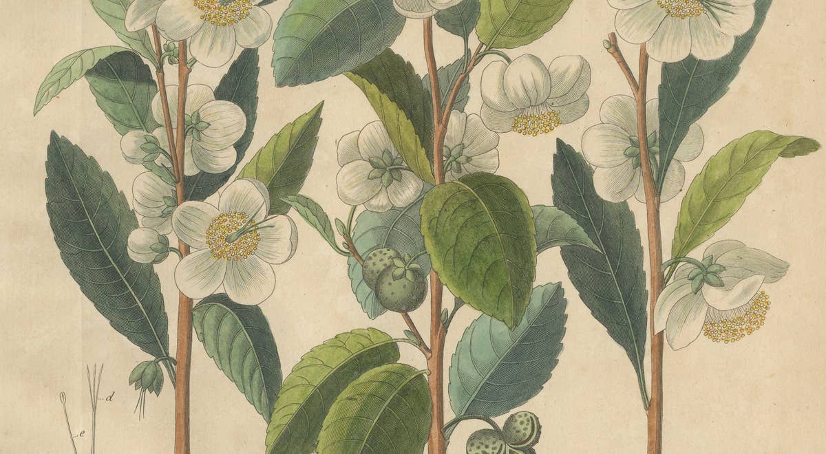 Antique Botanical Print of Thea Chinensis, Hand Colored, c.1831