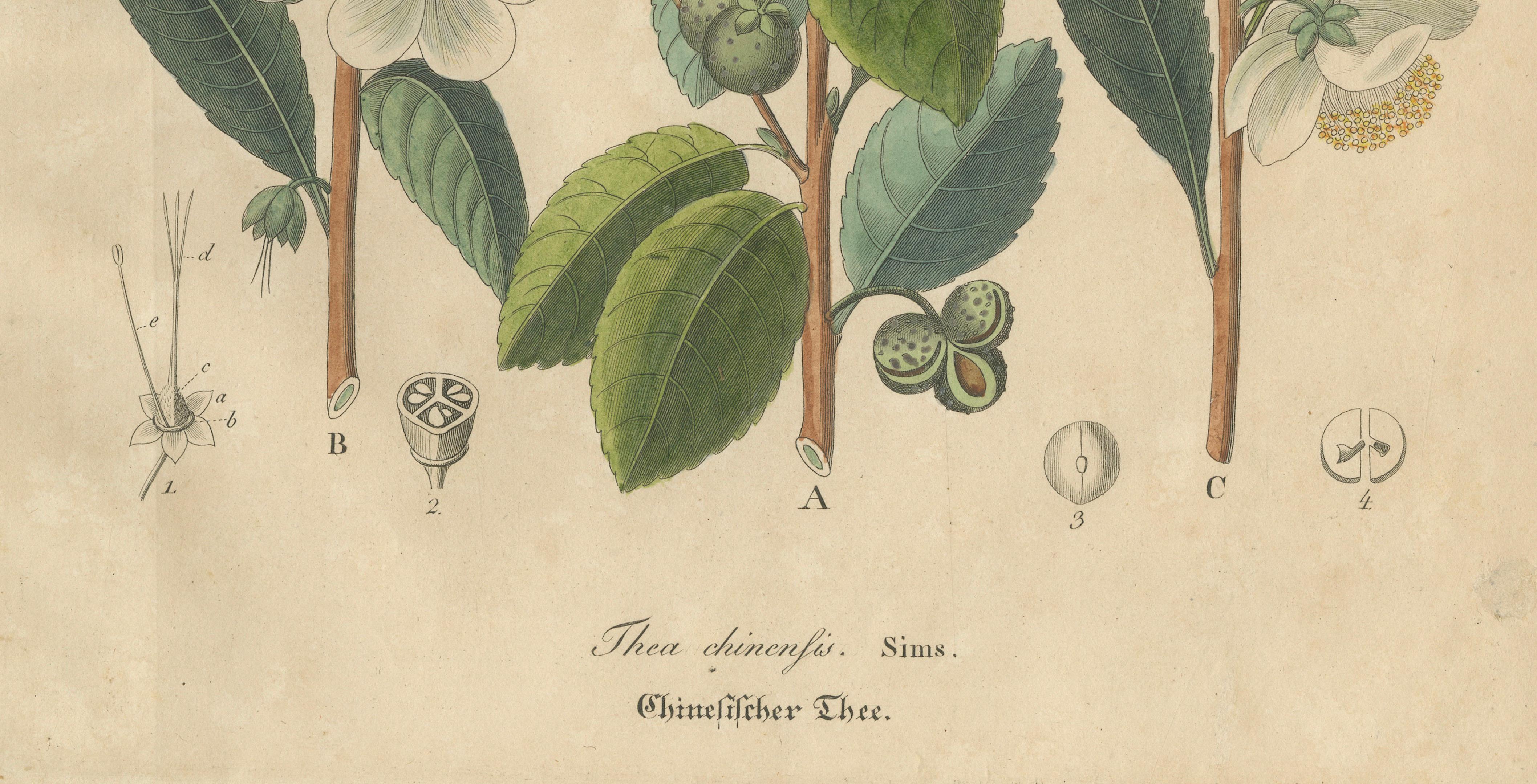 Antique Botanical Print of Thea Chinensis, Hand Colored, c.1831