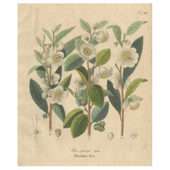 Antique Botanical Print of Thea Chinensis, Hand Colored, c.1831