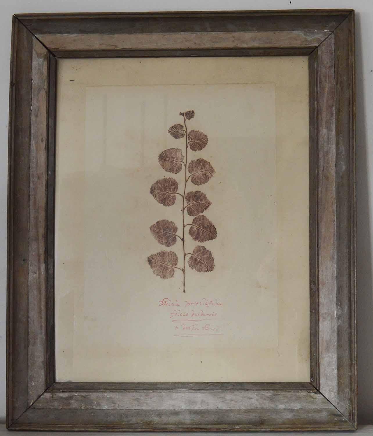 A wonderful botanical lithograph

Scottish, circa 1830

Original hand written description in red ink

Presented in a fabulous antique bleached and painted frame.






 