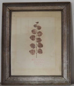 Antique Botanical Print, Scottish, circa 1830.
