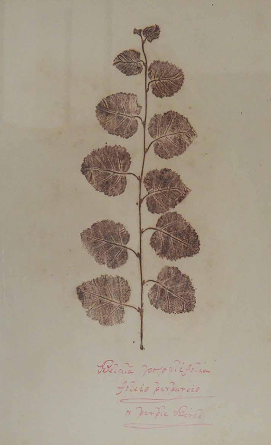 Georgian Antique Botanical Print, Scottish, circa 1830.