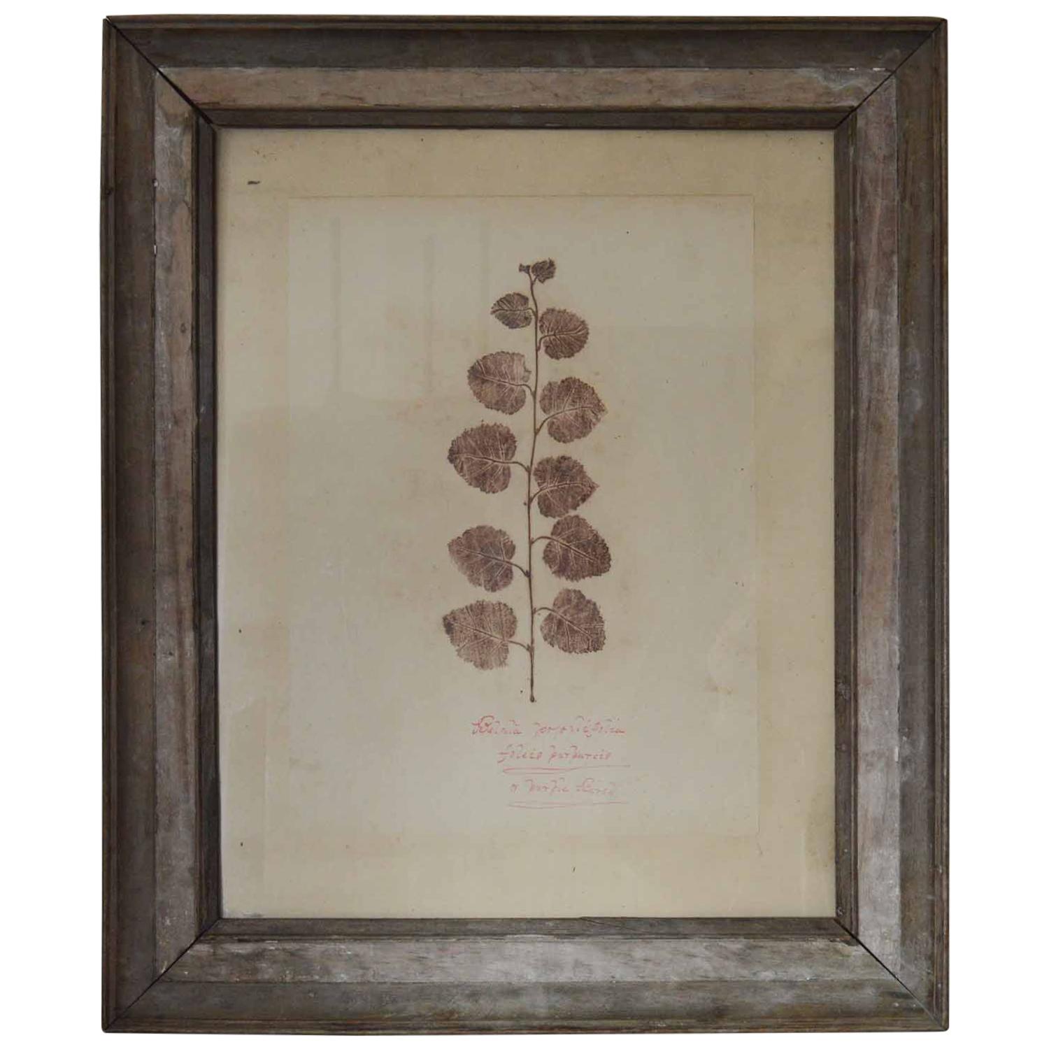 Antique Botanical Print, Scottish, circa 1830.
