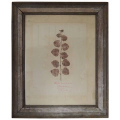 Antique Botanical Print, Scottish, circa 1830.