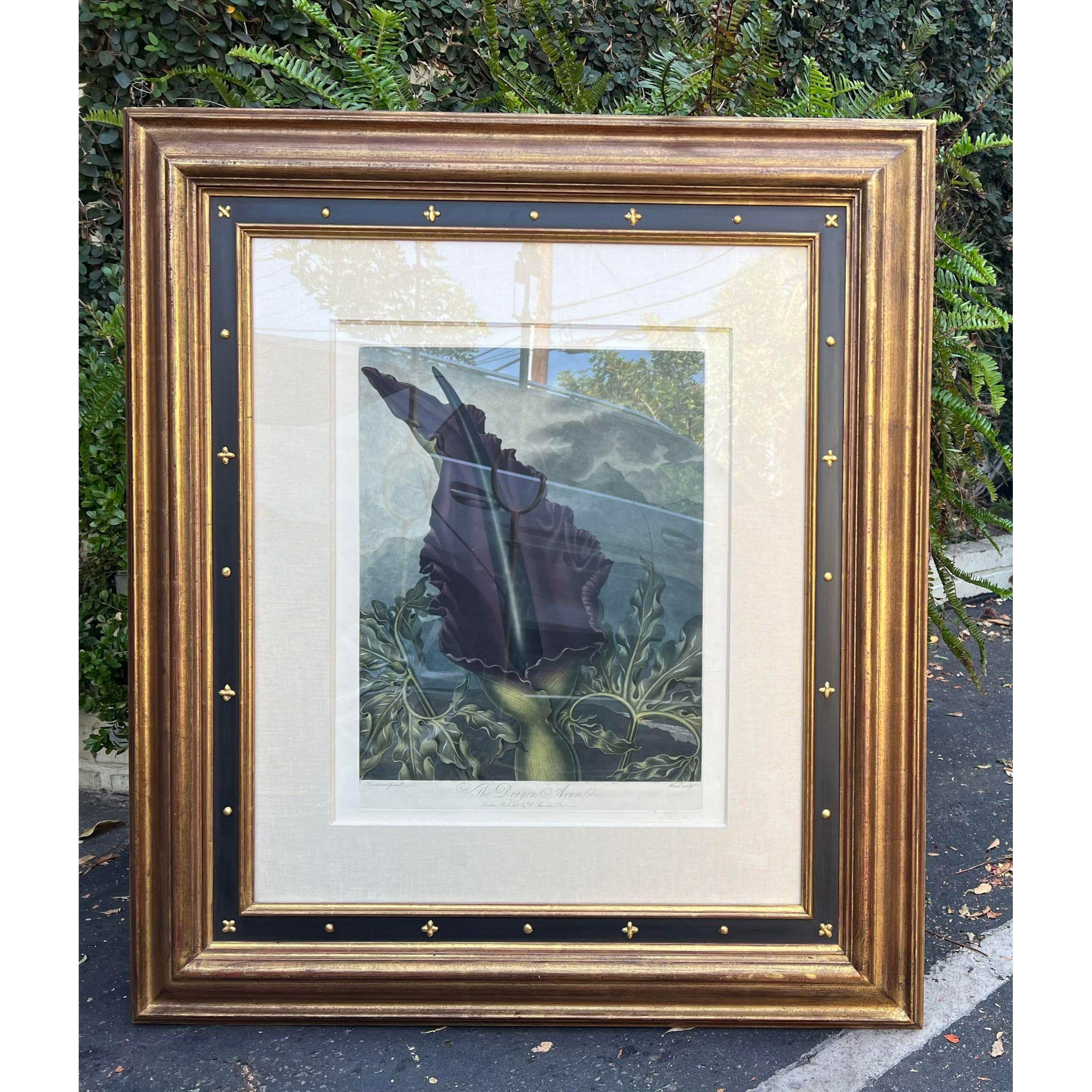 Antique botanical print - the dragon arum by Thornton, Robert John c.1804. It is exquisitely framed in a gold and black empire style star clad giltwood frame. 

Additional information: 
Materials: giltwood, paper
Color: blue
Period: early 19th