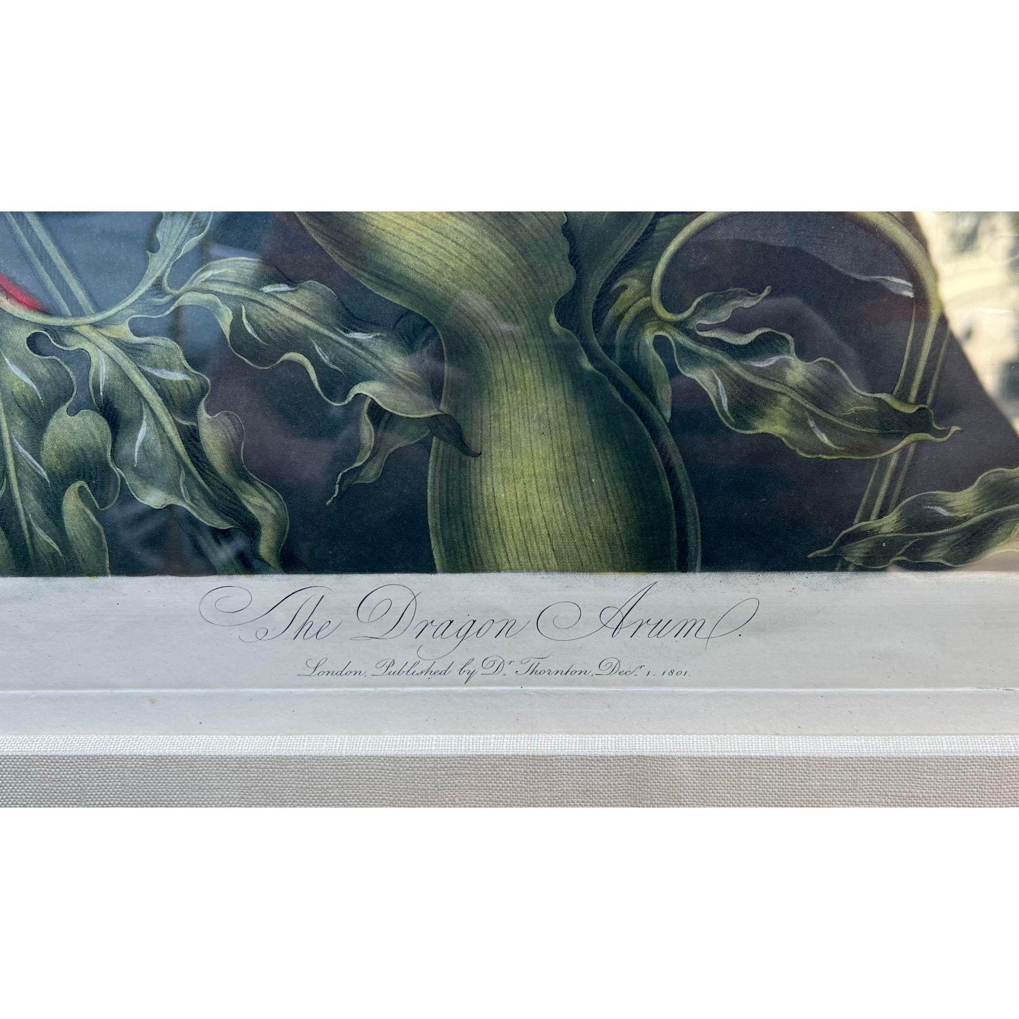 Antiker botanischer Druck,  Dragon Arum von Thornton, Robert John, um 1804, Drachenarum im Zustand „Gut“ im Angebot in LOS ANGELES, CA