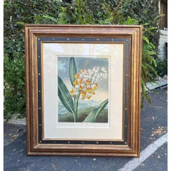 Antique Botanical Print, Nodding Renealmia by Dr. Thornton, Robert John