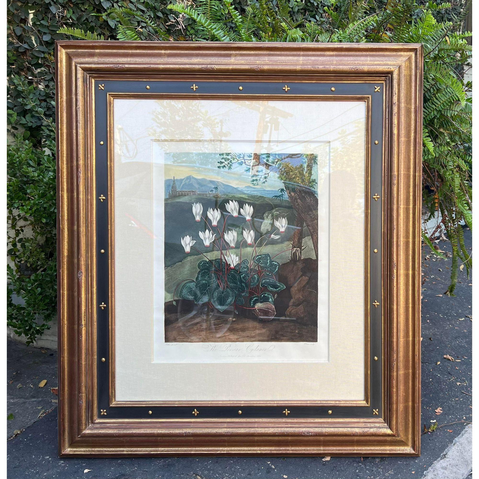 Antique Botanical Print - the Persian Cyclamen by Thornton, Robert John c.1804. It is exquisitely framed in a gold and black empire style star clad giltwood frame

Additional information: 
Materials: Giltwood, Paper
Color: Blue
Period: Early