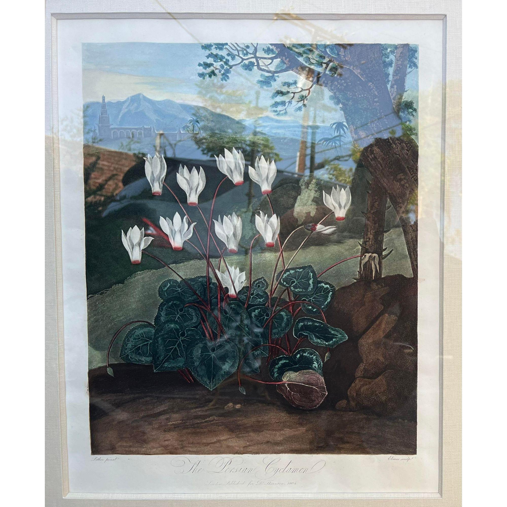 Antique Botanical Print, the Persian Cyclamen by Thornton, Robert John, C.1804 In Good Condition In LOS ANGELES, CA