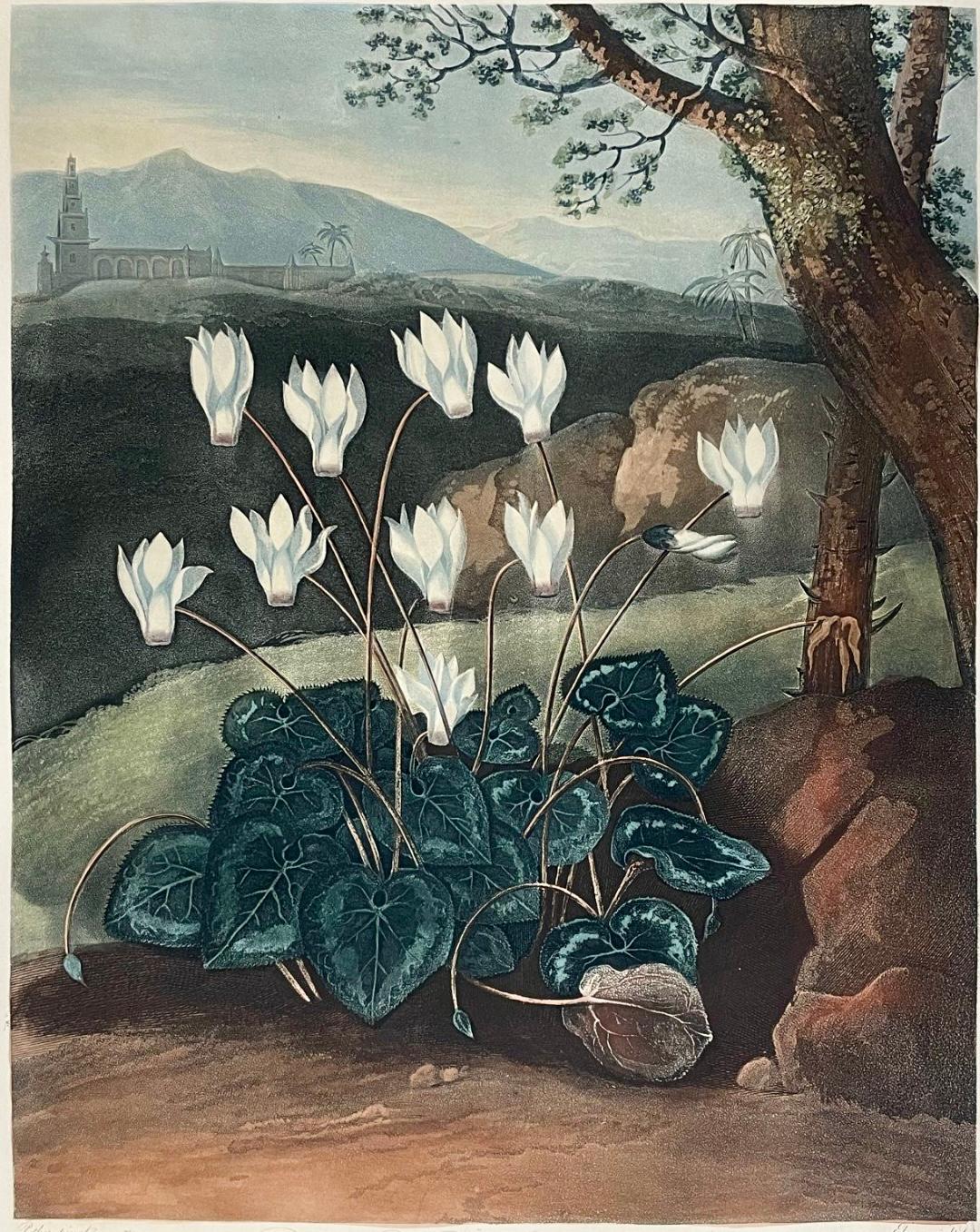 Antique Botanical Print, the Persian Cyclamen by Thornton, Robert John, C.1804 For Sale 3